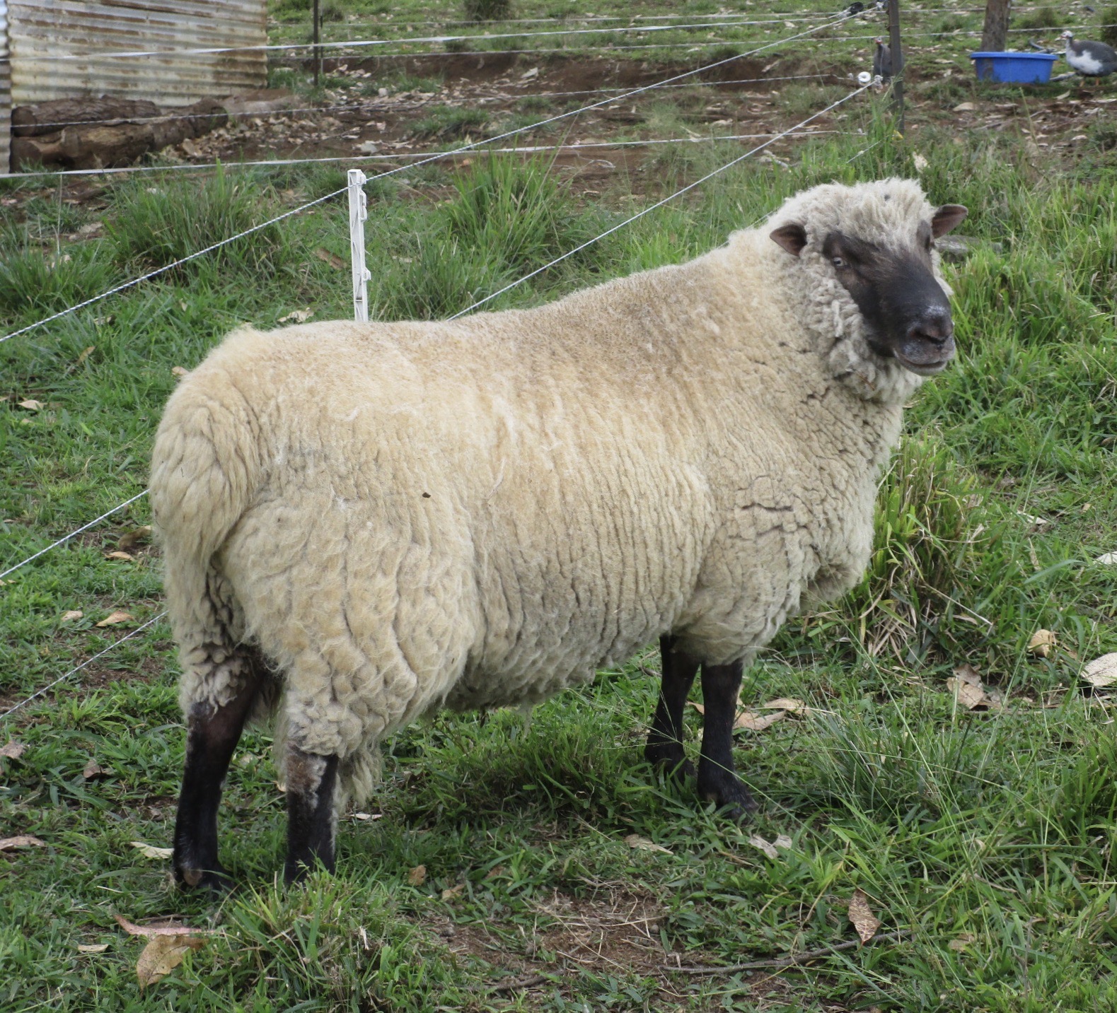 Akia, a young Clun ram