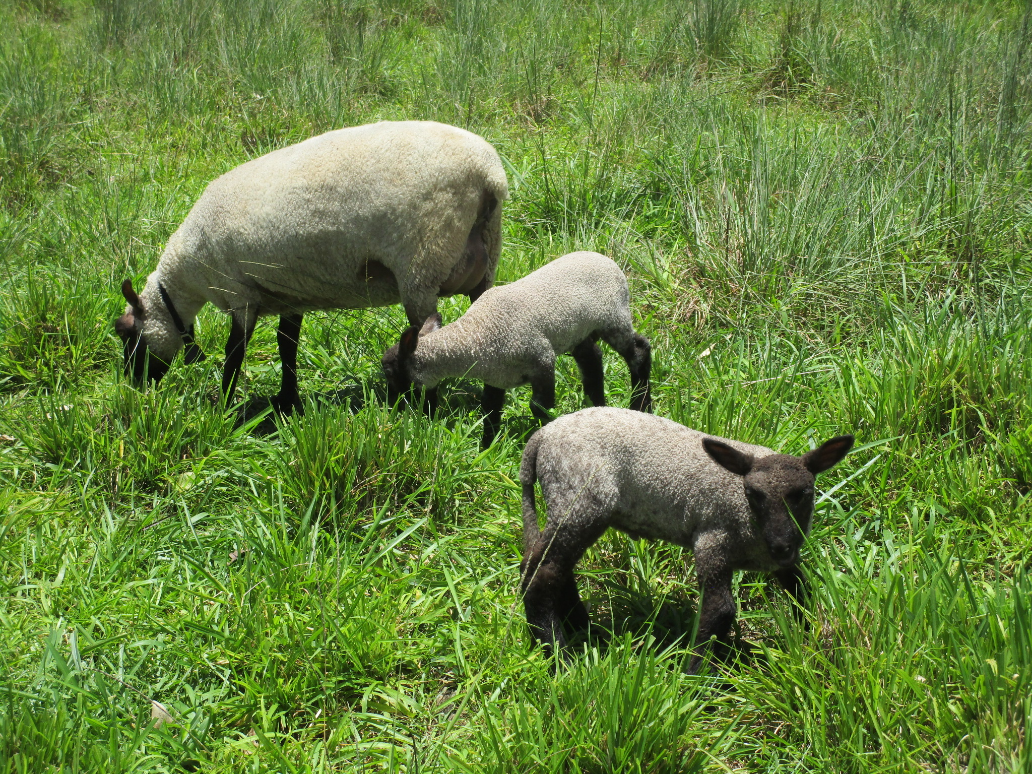 Clun cross ewe with twins