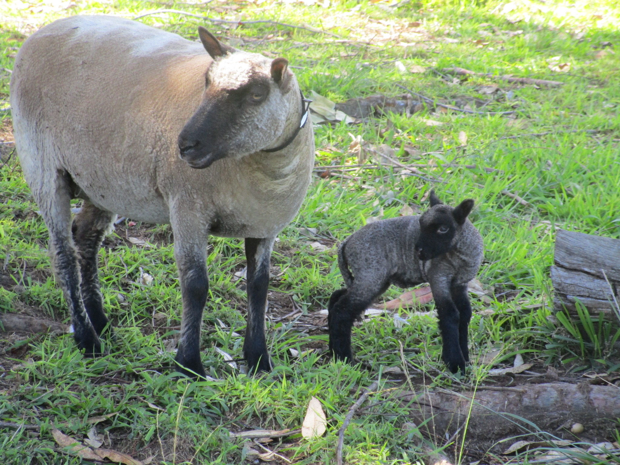 Turandot, a young Clun ewe