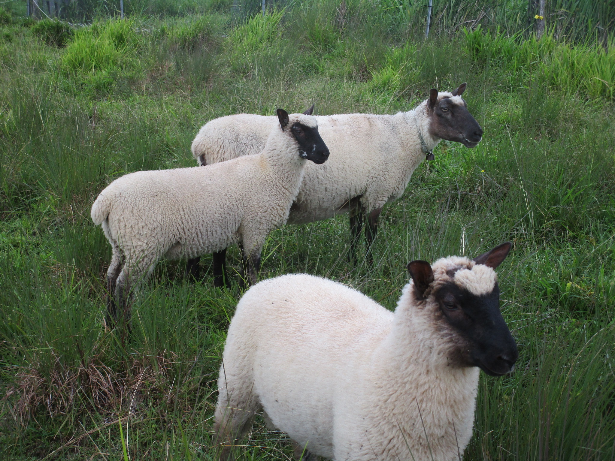 Ewe and Twins