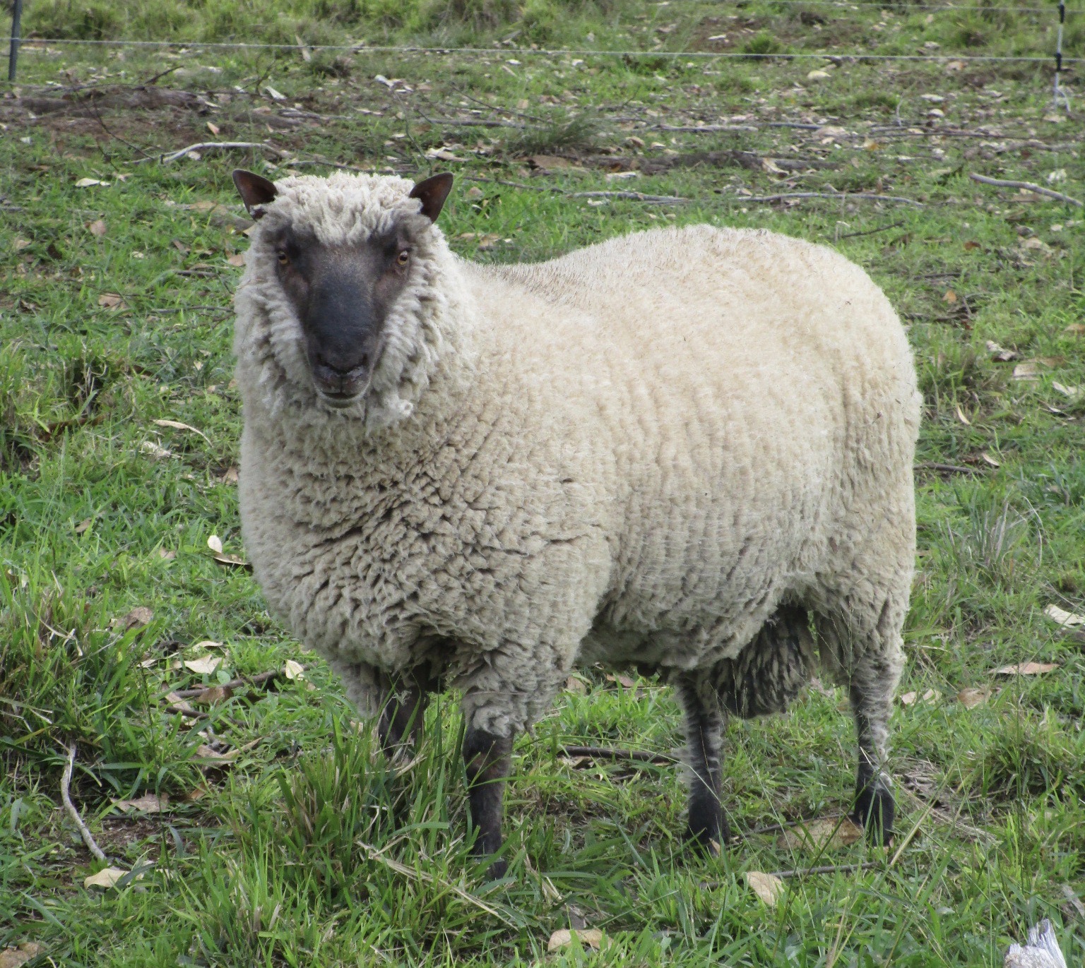 Merit, a young Clun ram