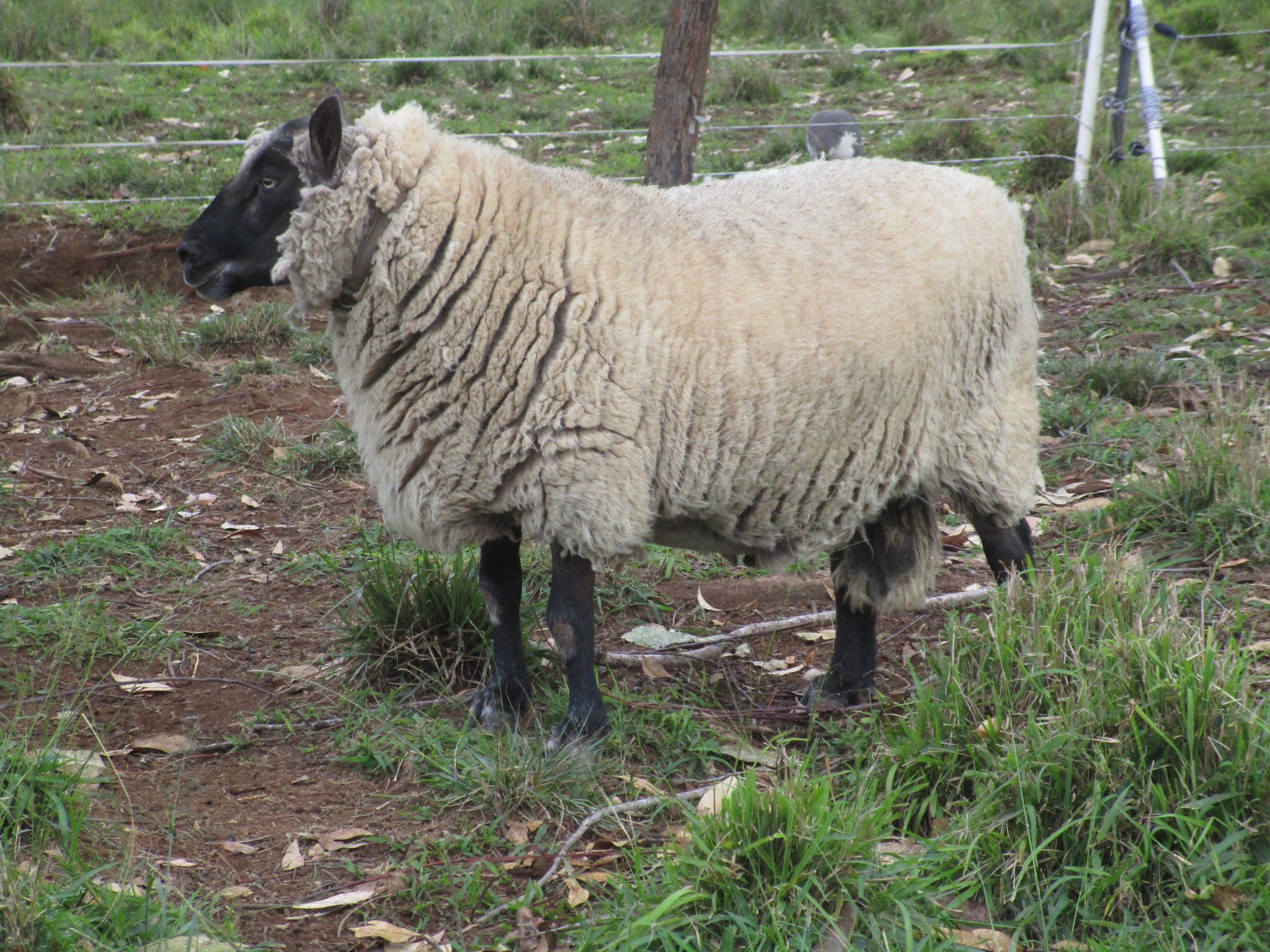 Clun ram