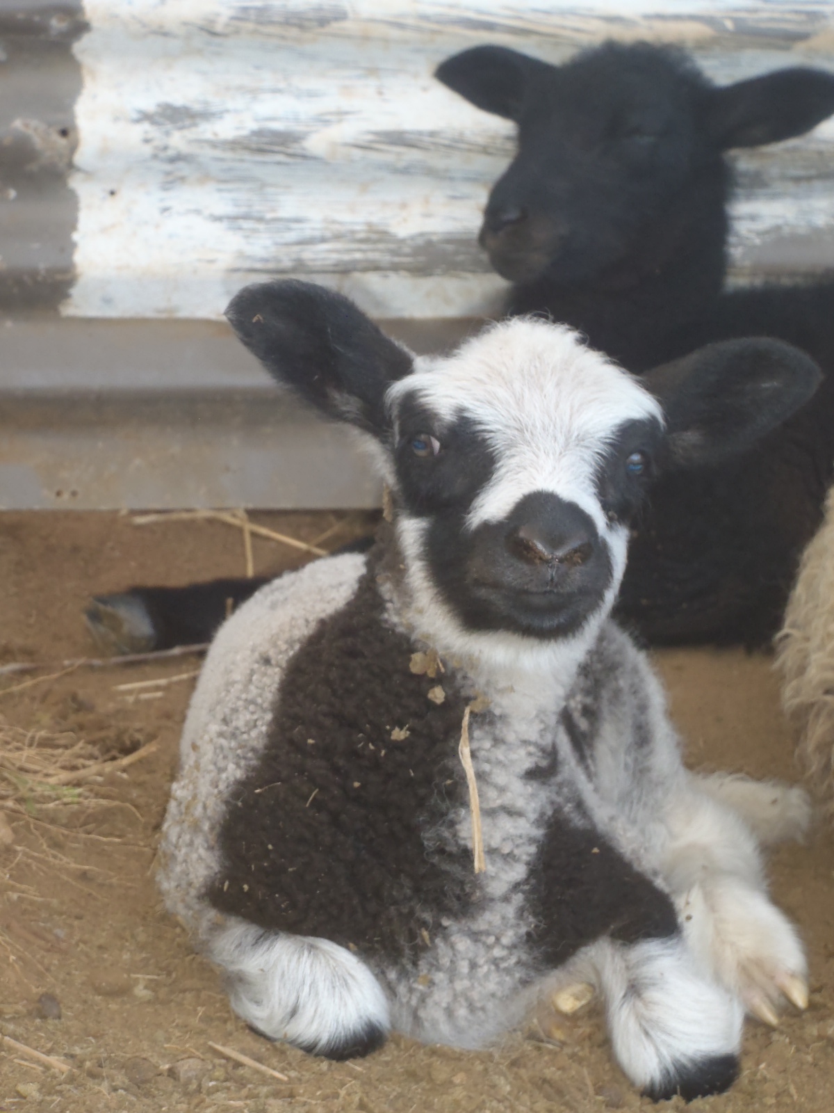 Fen's ewe lamb