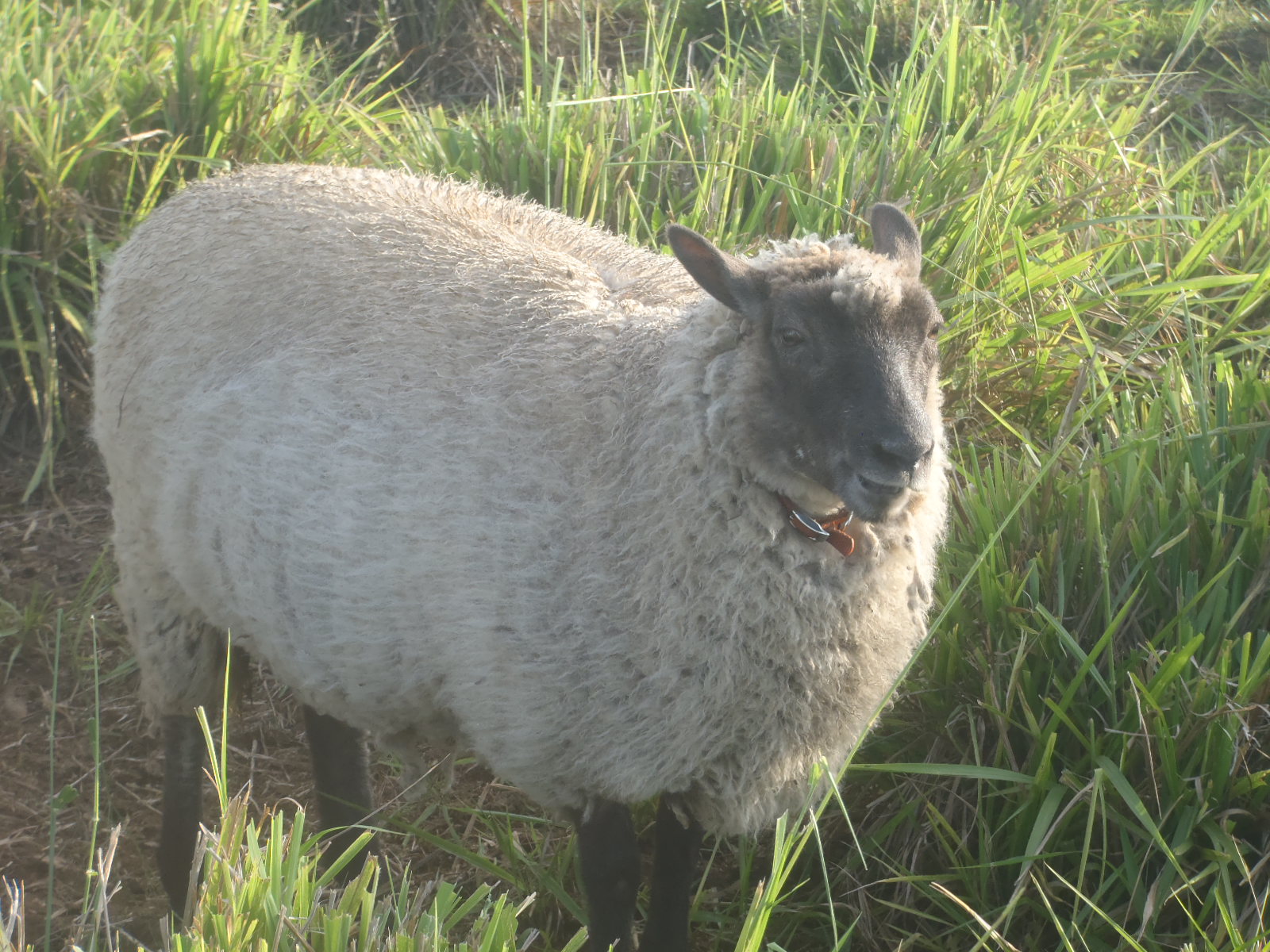 A photo of one of our sheep before she was sheared