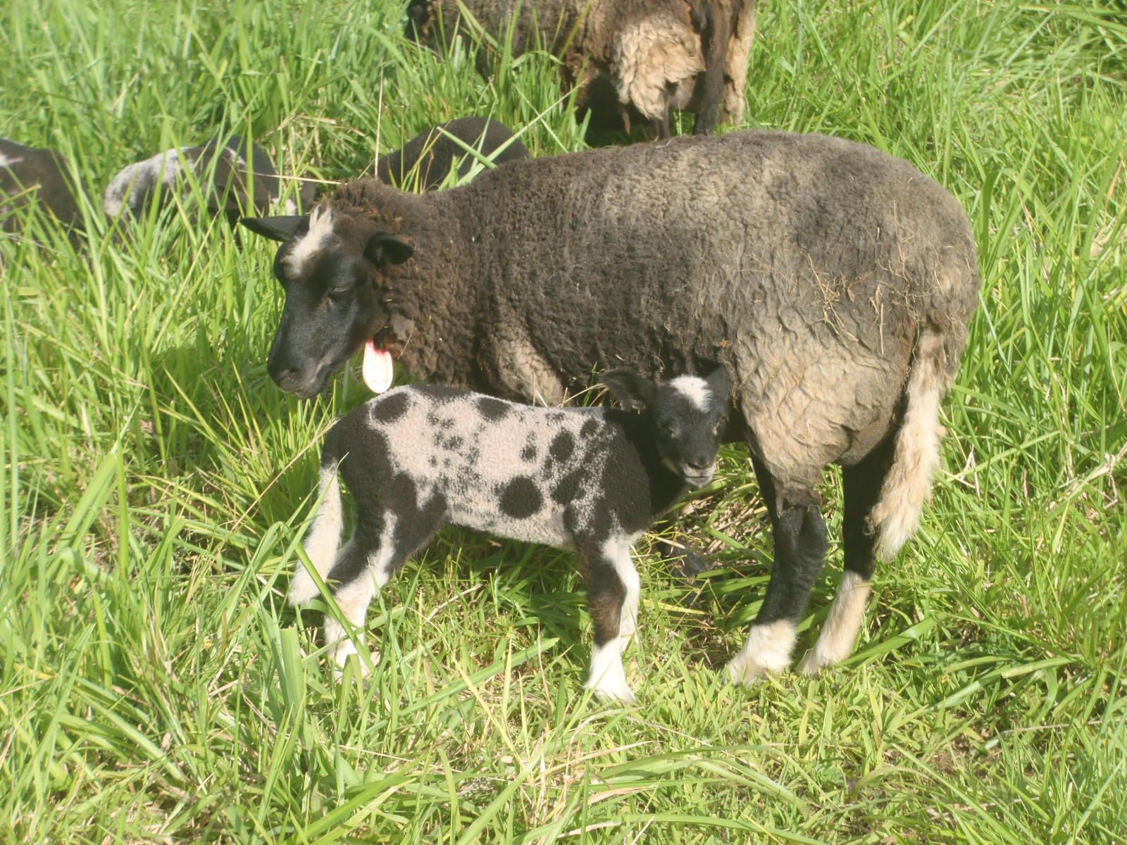 Forest and her ewe lamb
