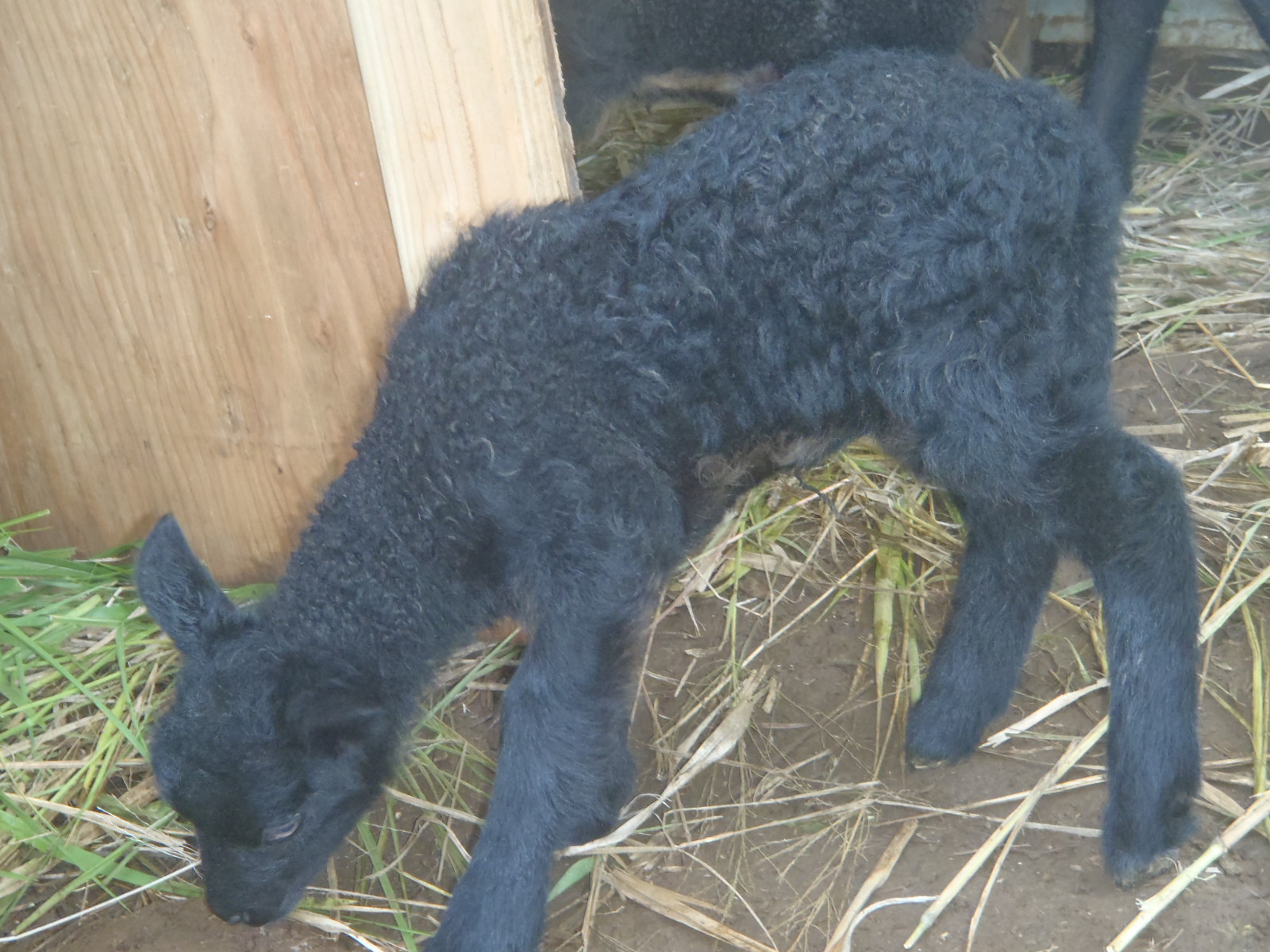 Photo of one of our new lambs.