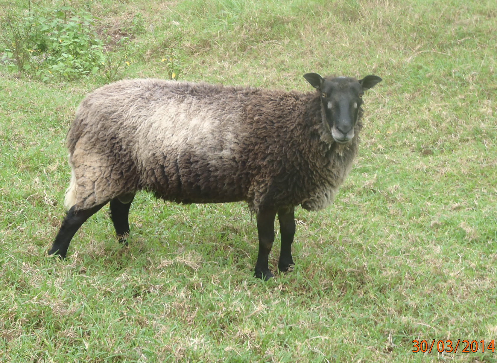 Photo of our brown ram.