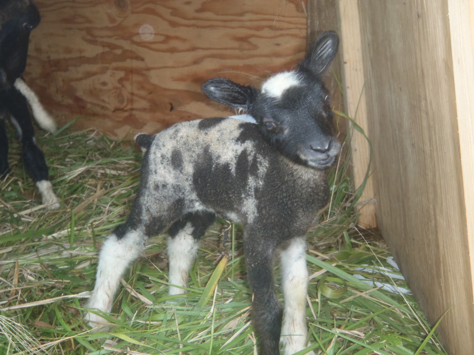 Fancy's ewe lamb