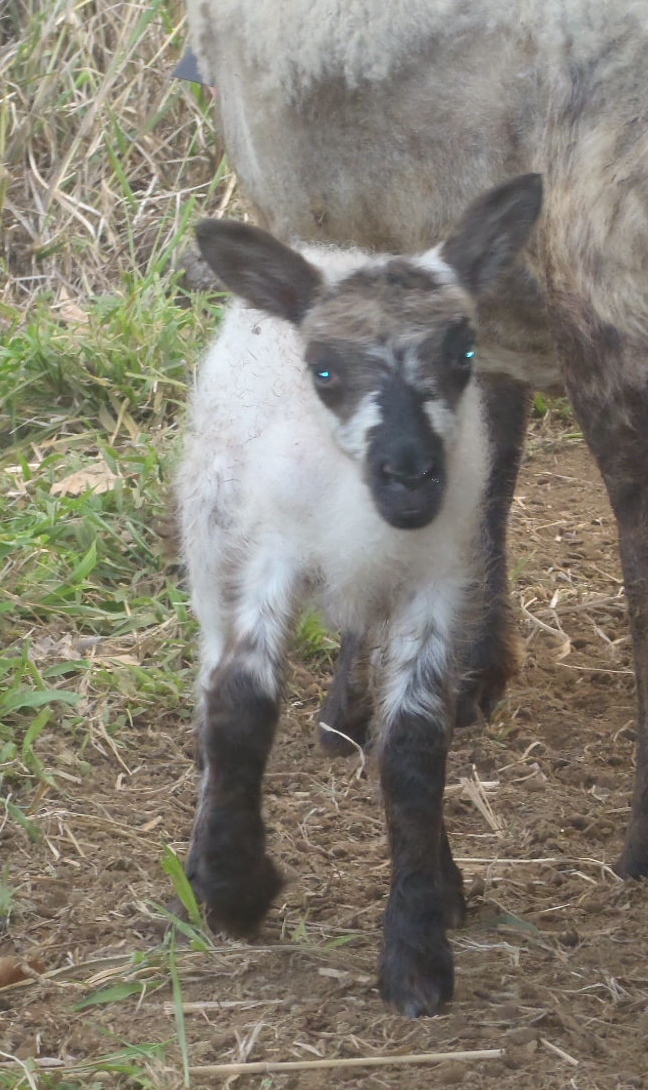 Fancy's ewe lamb