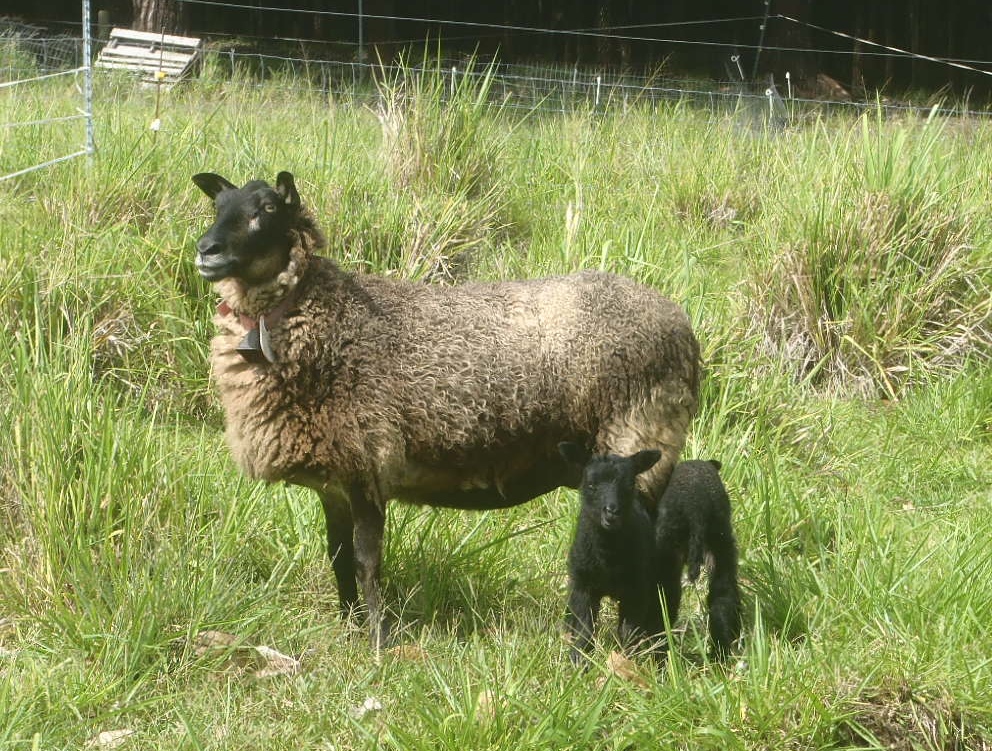 Treat and her twins.