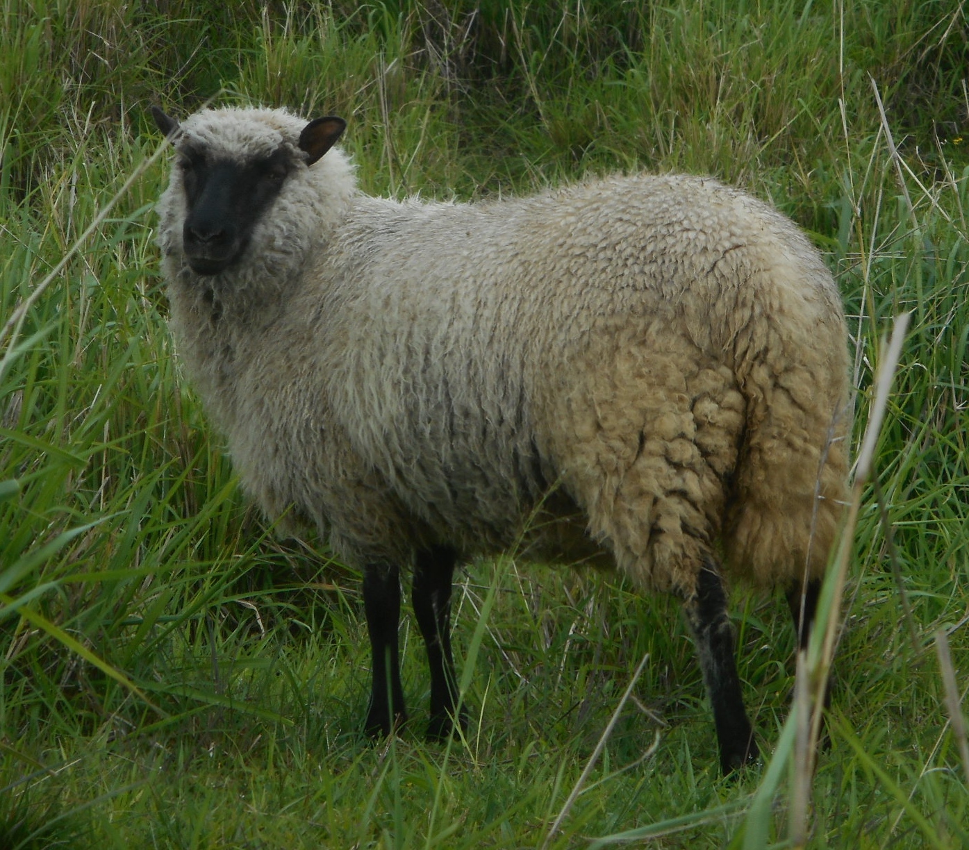 June as a yearling