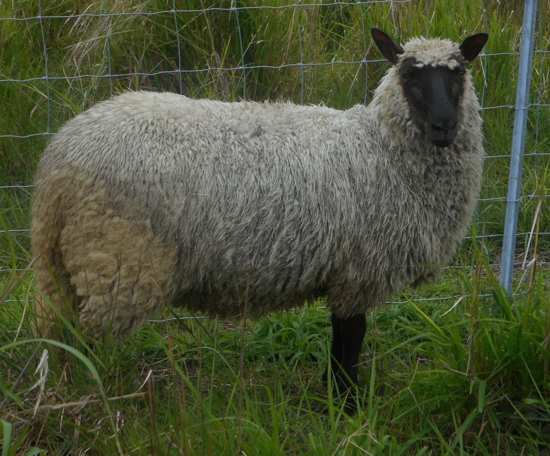 Lacy as a yearling