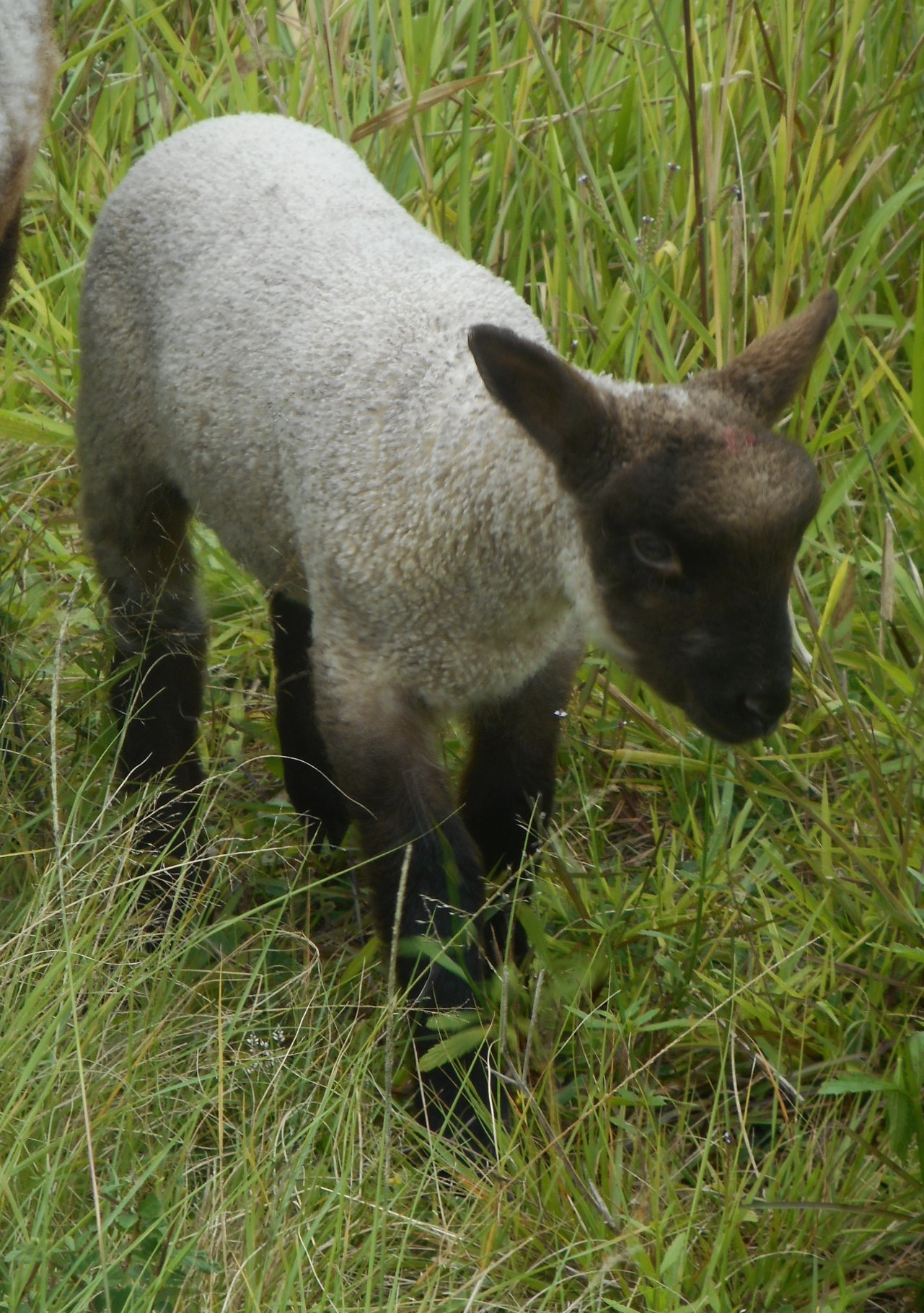 Cute lamb