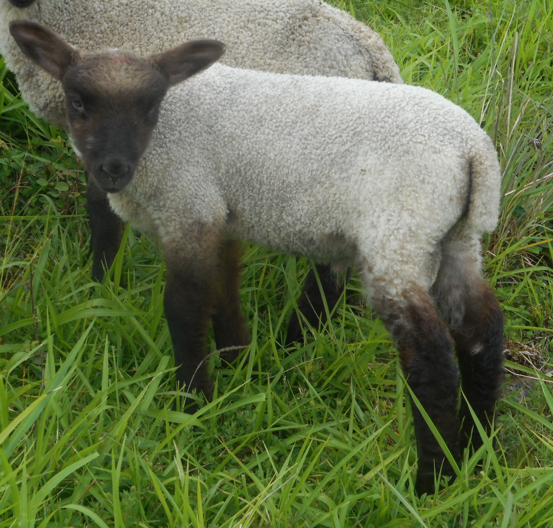 Cocoa's 2nd born ram