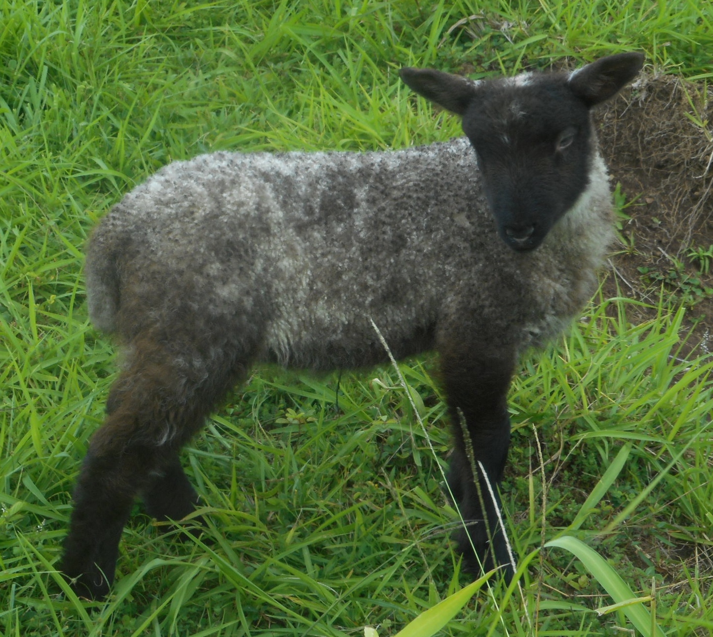 Cocoa's 1st born ram