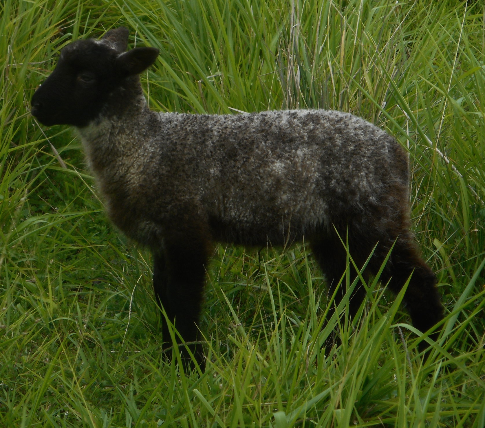 Cocoa's 1st born ram