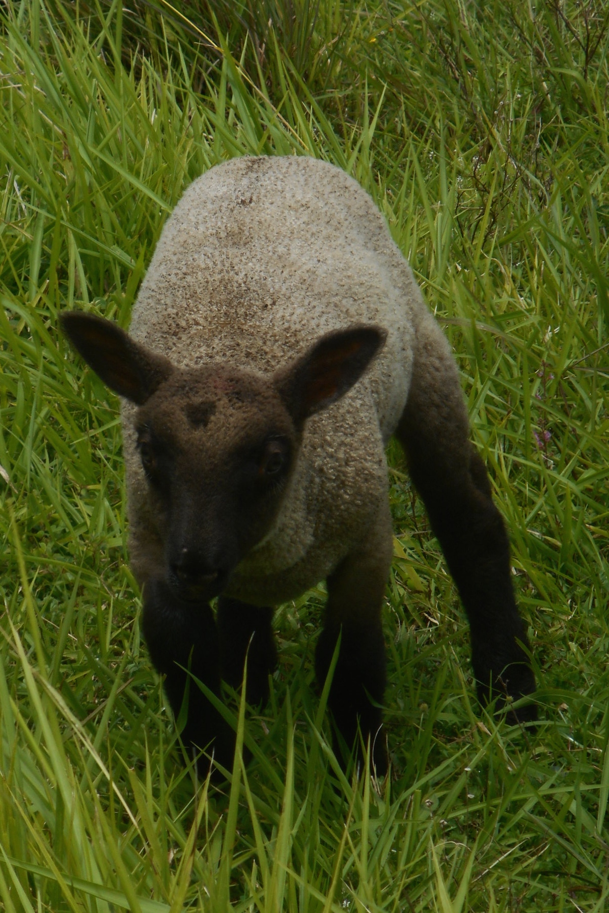May's lamb