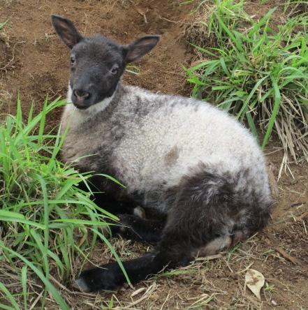 Wether lamb