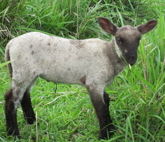 Vanilla Chip's Ram Lamb