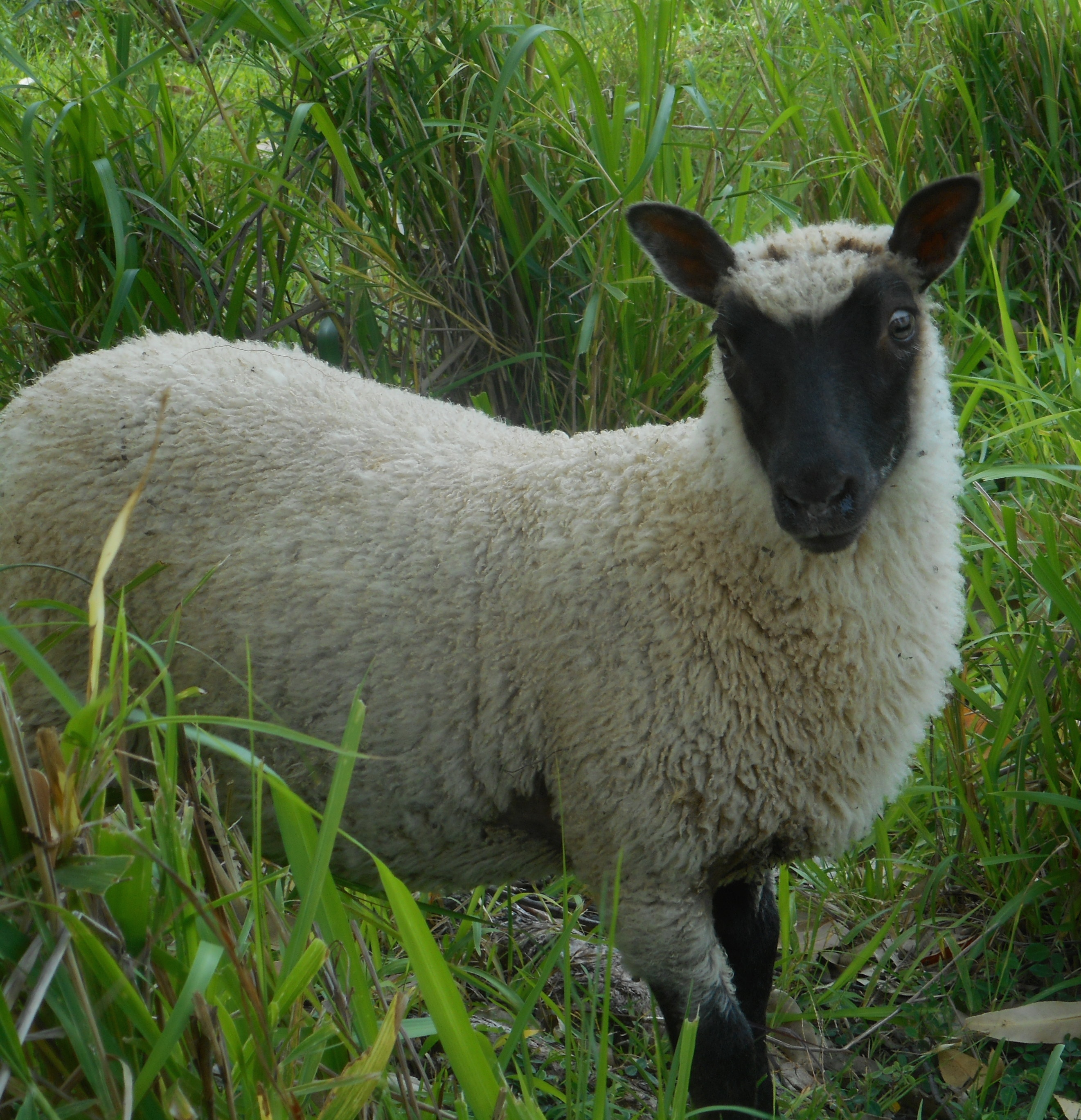 Blazing Star's Wether Lamb