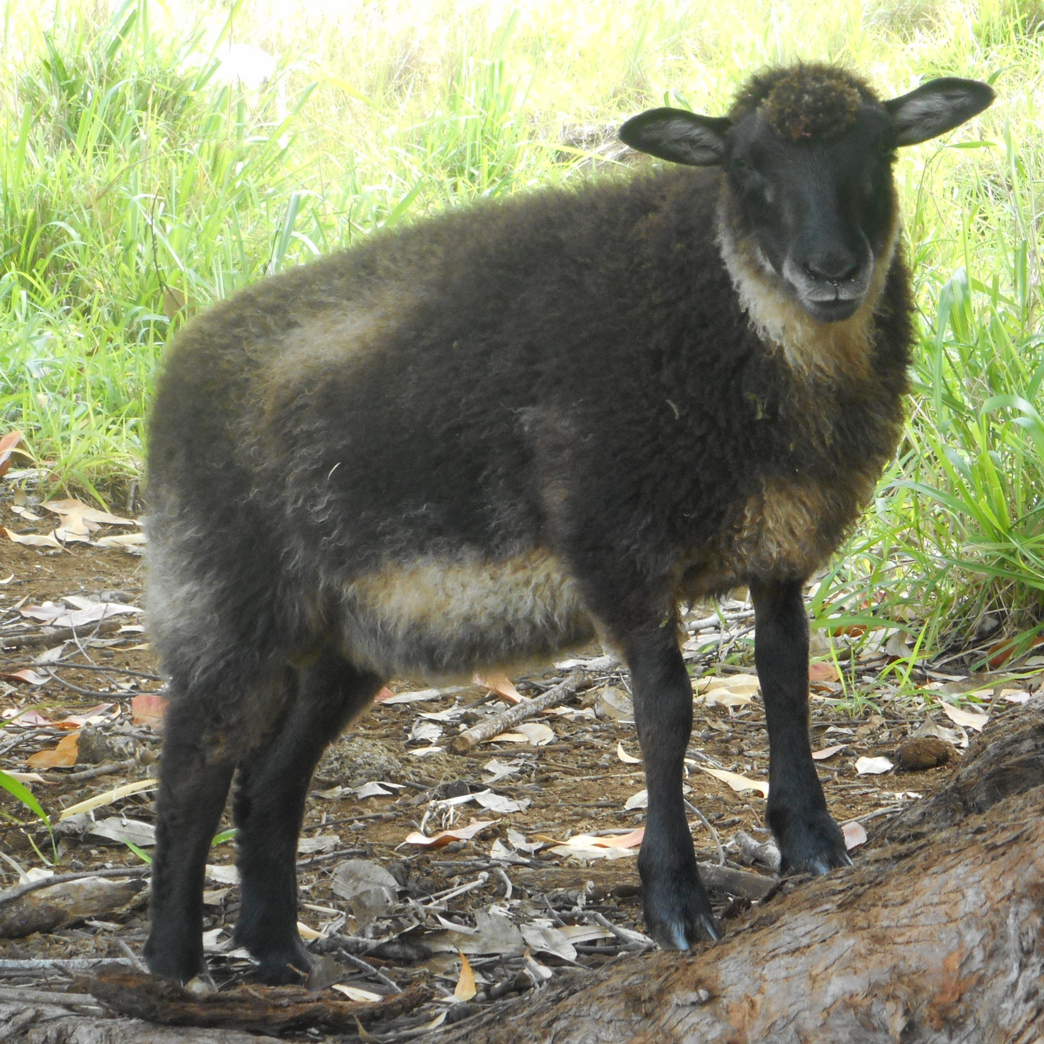 Fen's Wether Lamb