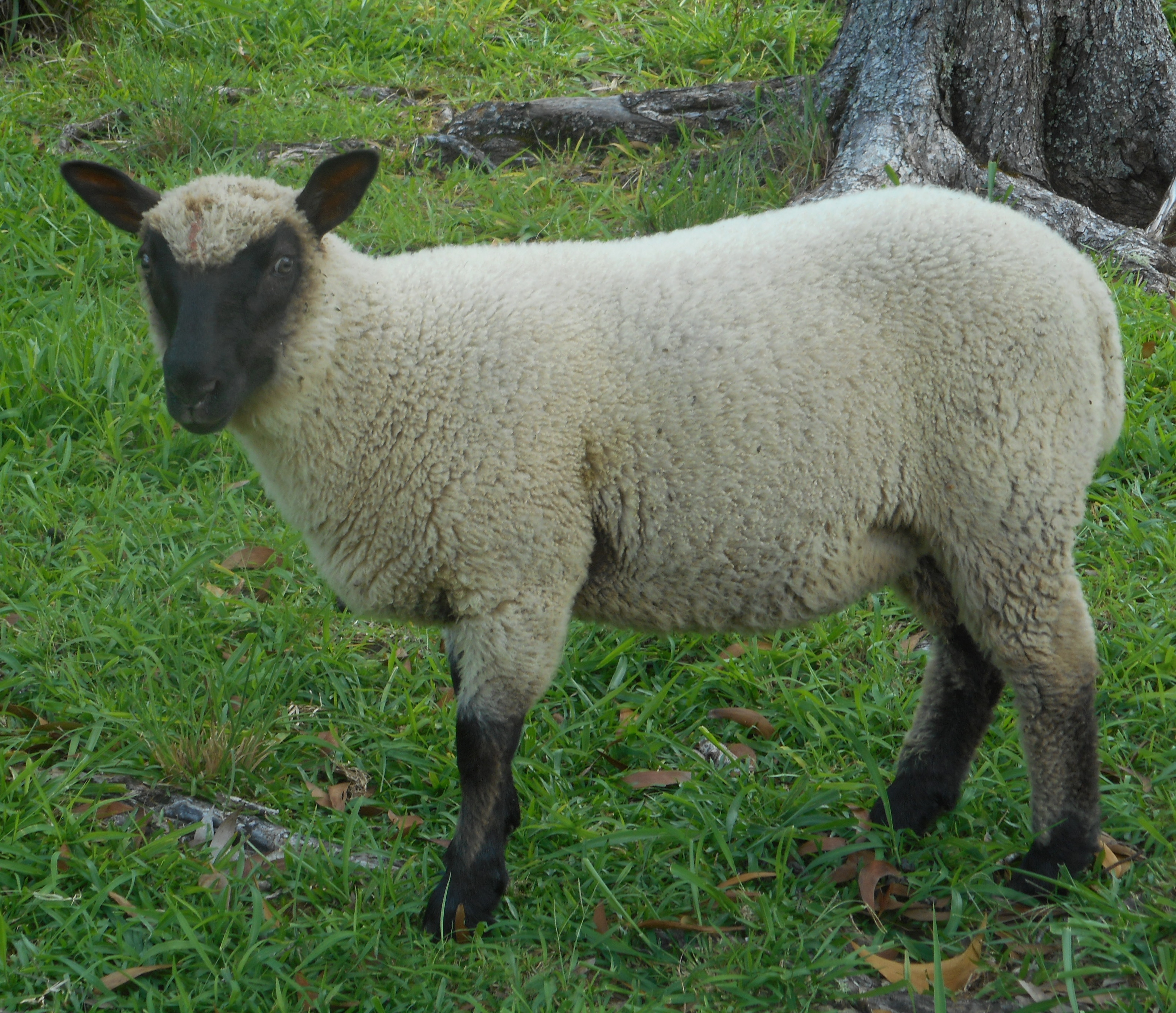 May's Ewe Lamb