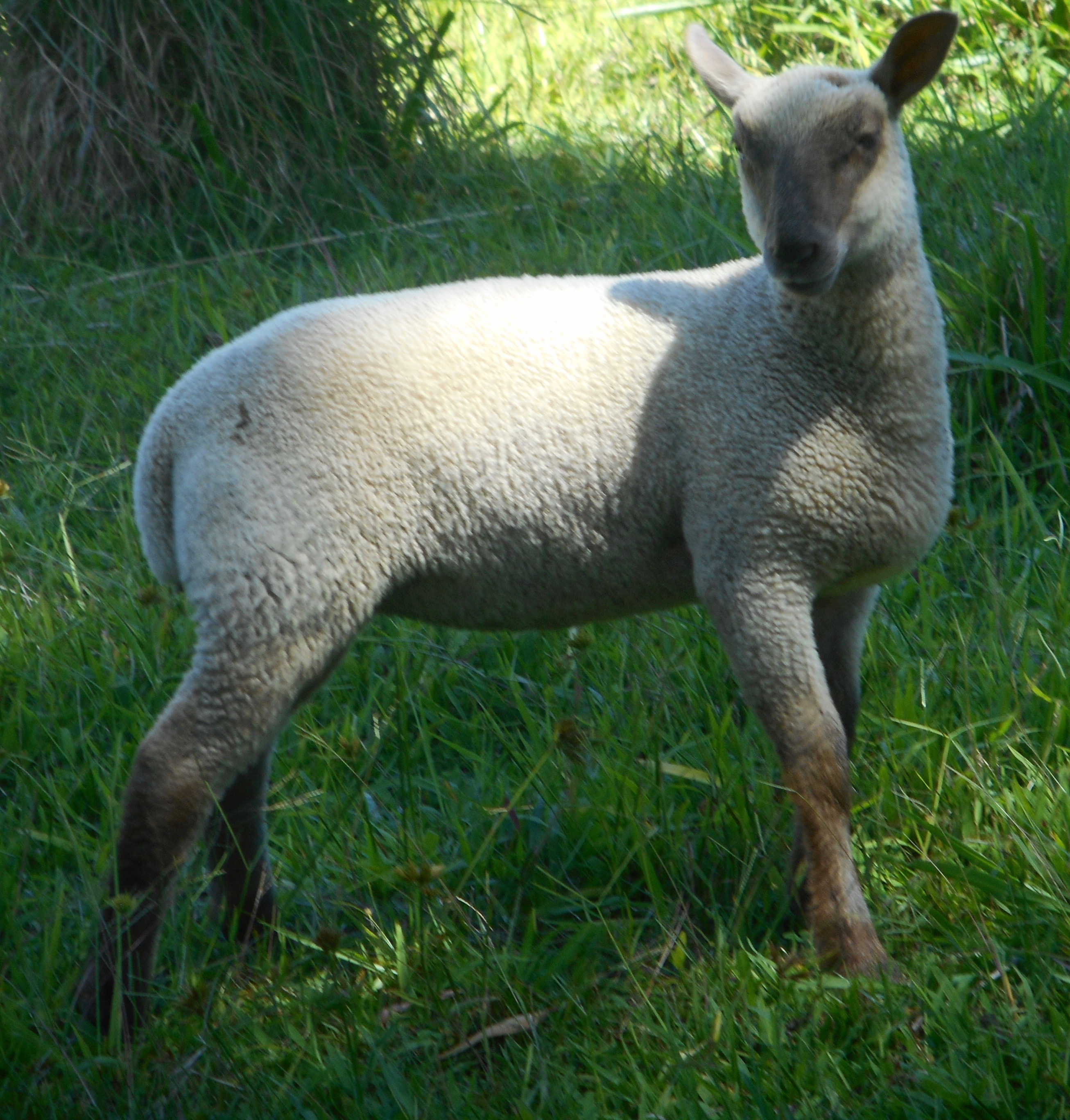 Challis's Ewe