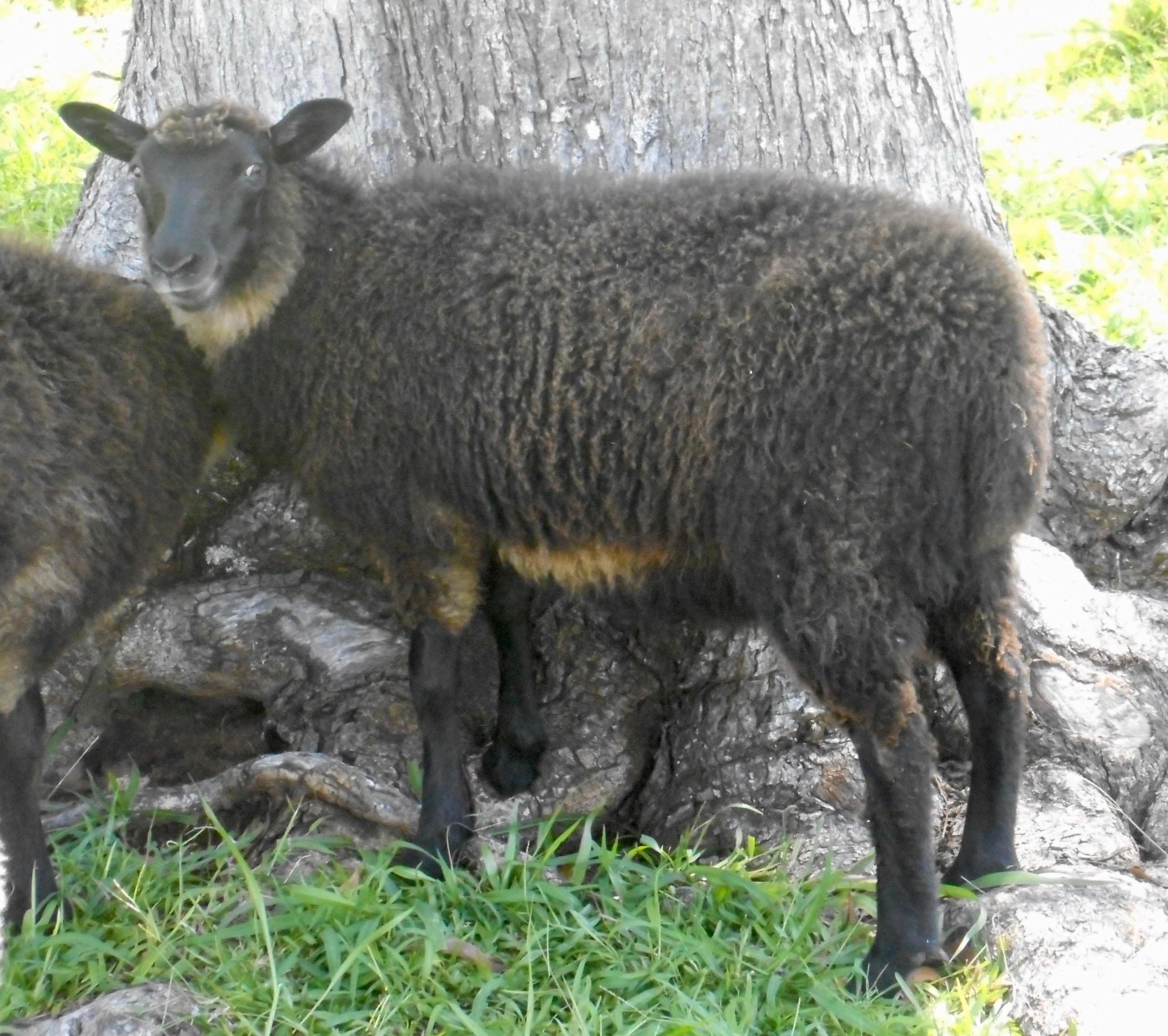 Fen's Ewe Lamb