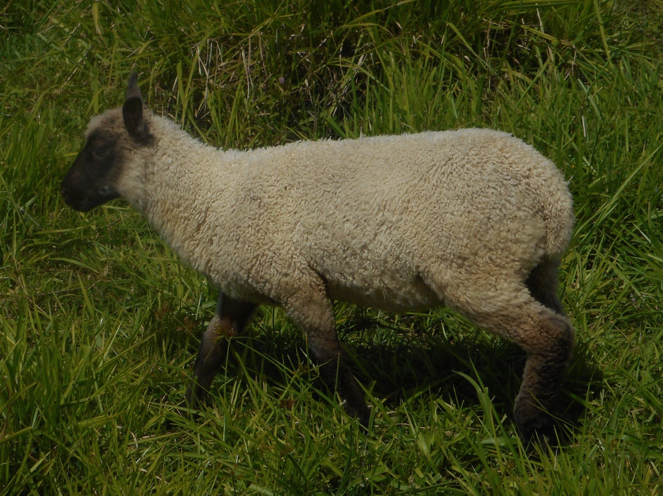 Blazing Star's Wether Lamb