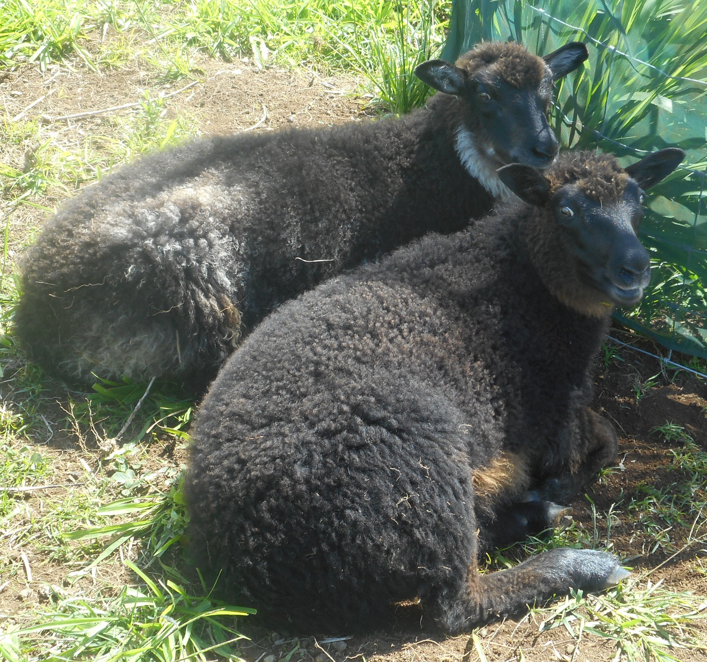 Fen's Ewe Lamb