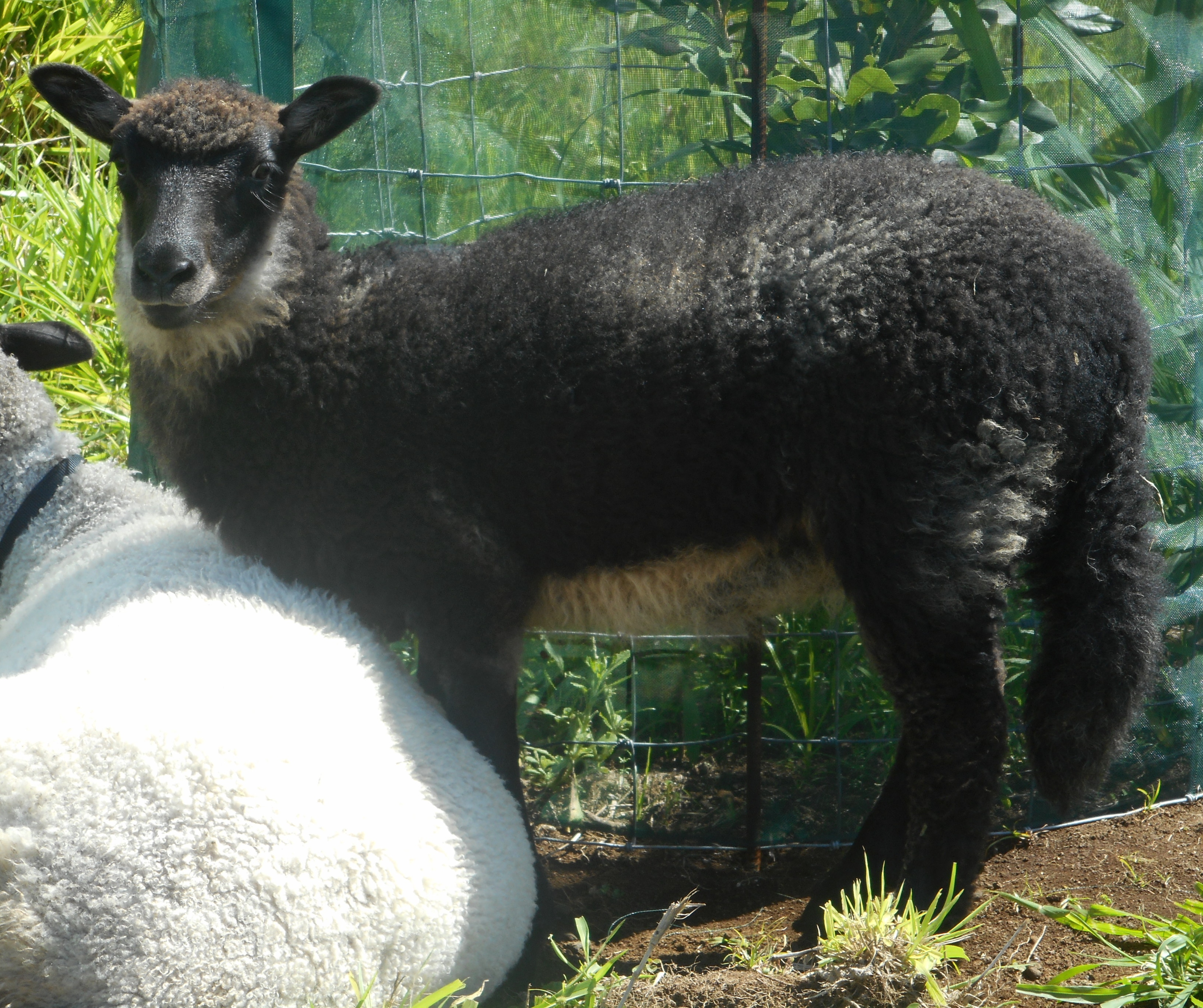 Filaree's Ewe Lamb