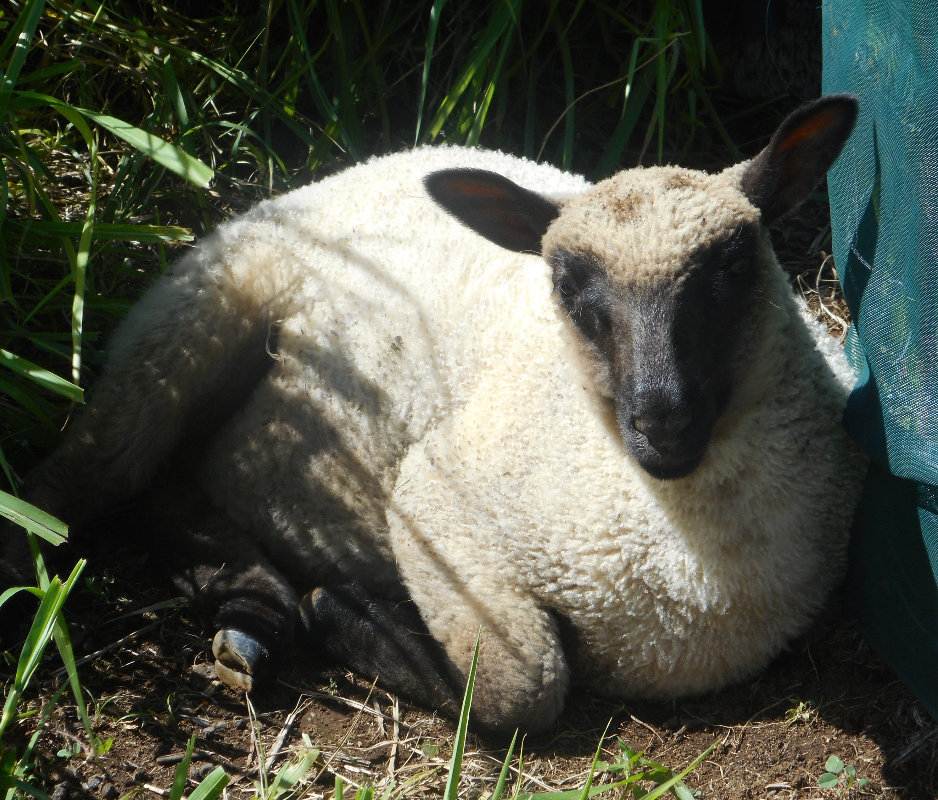 May's Ewe Lamb