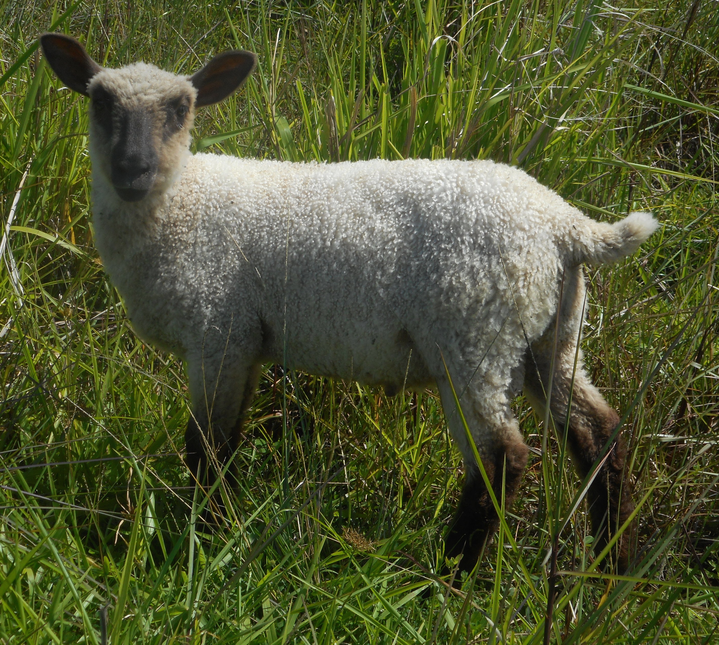 V. Chip's Ram