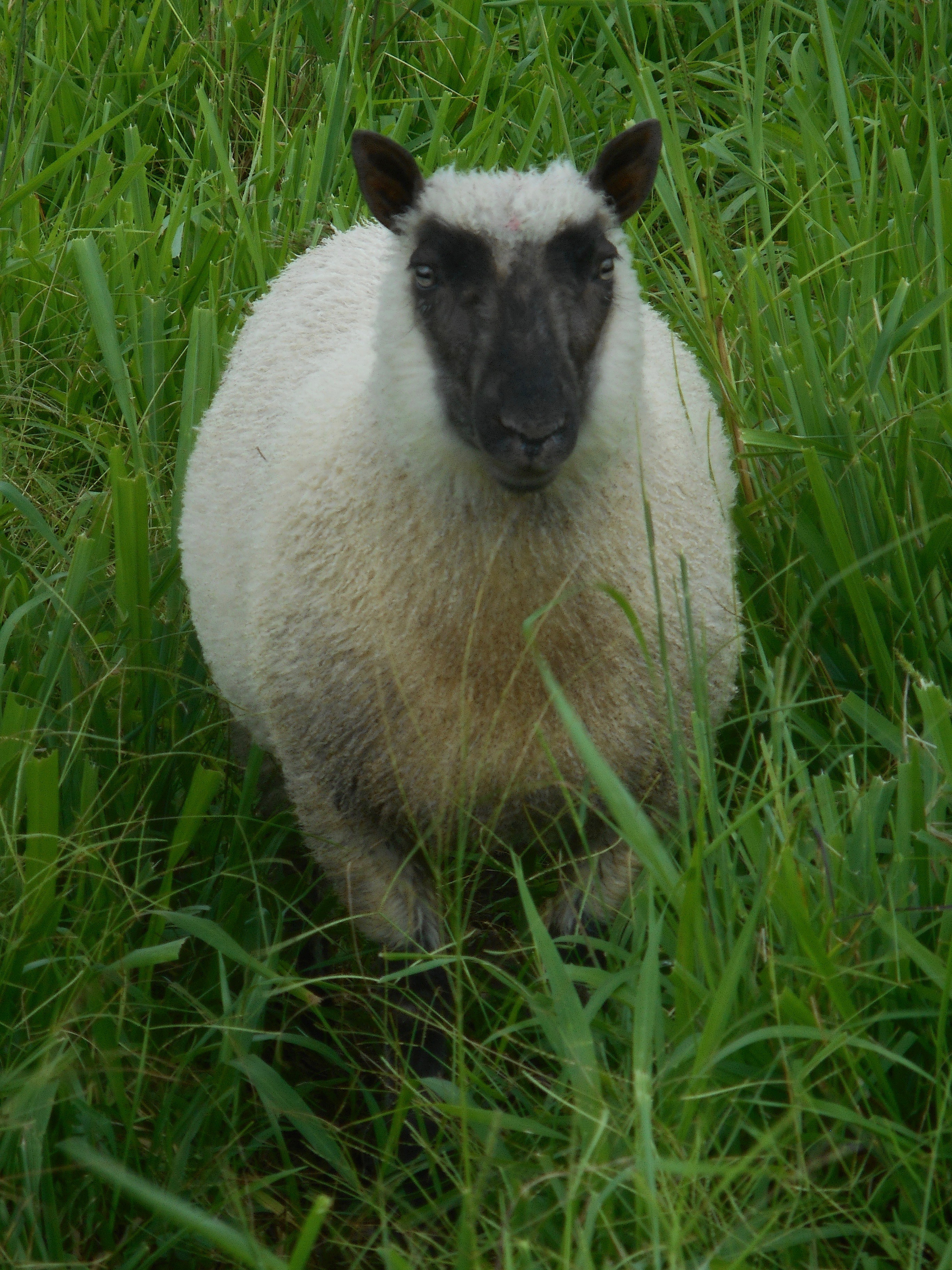 Akala's Ram