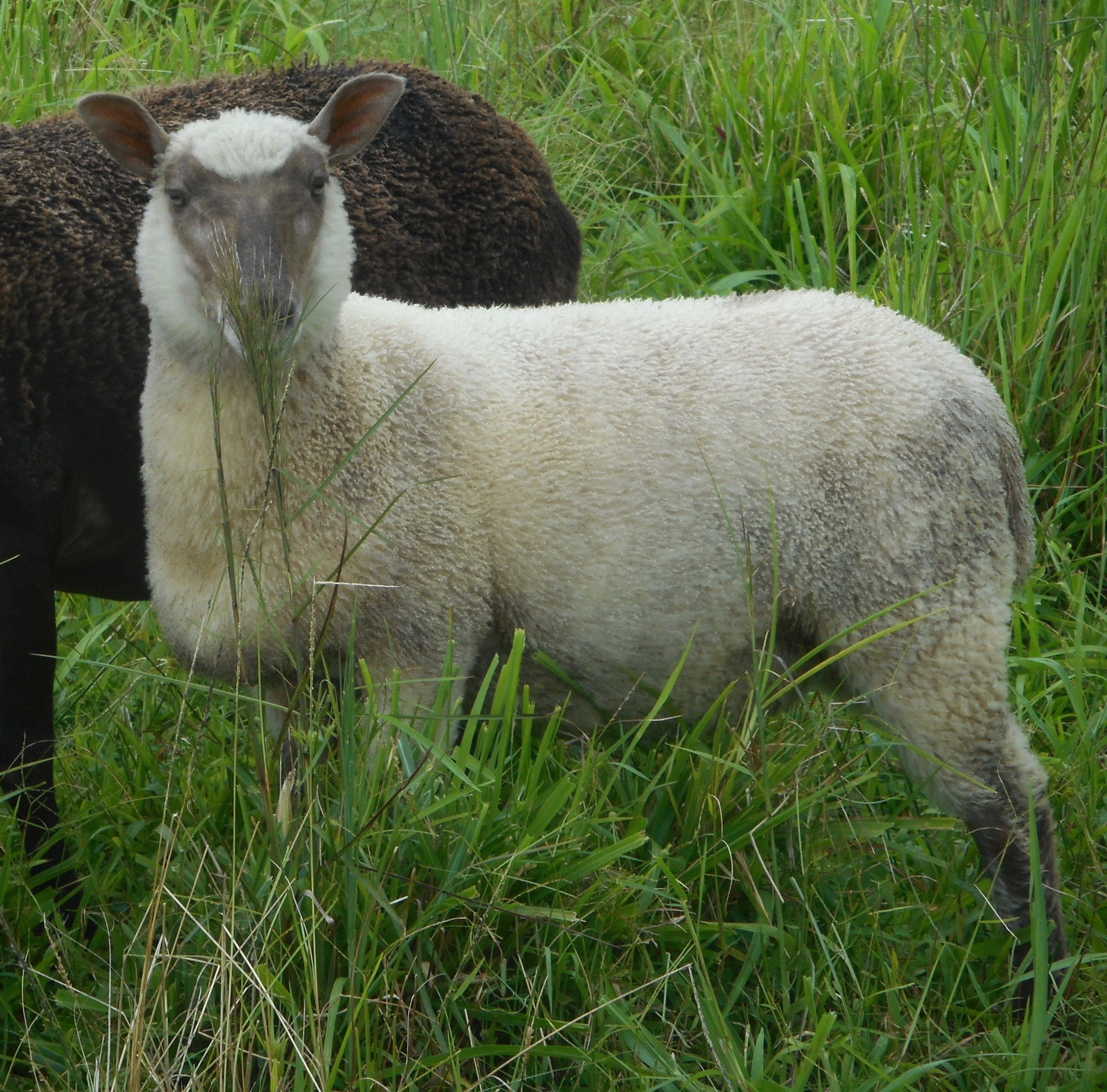 Challis's Ewe