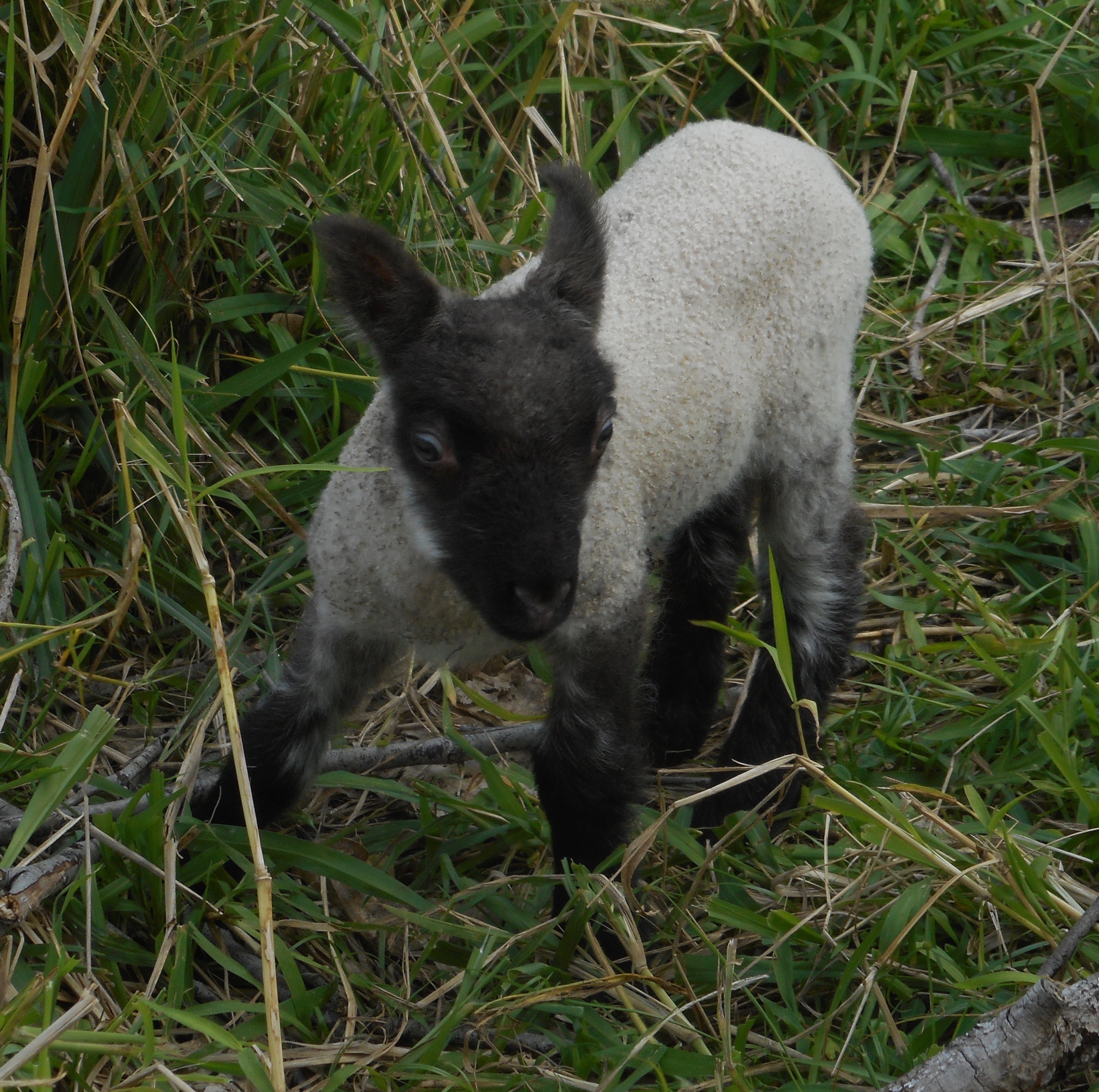 Filarre's first born ram