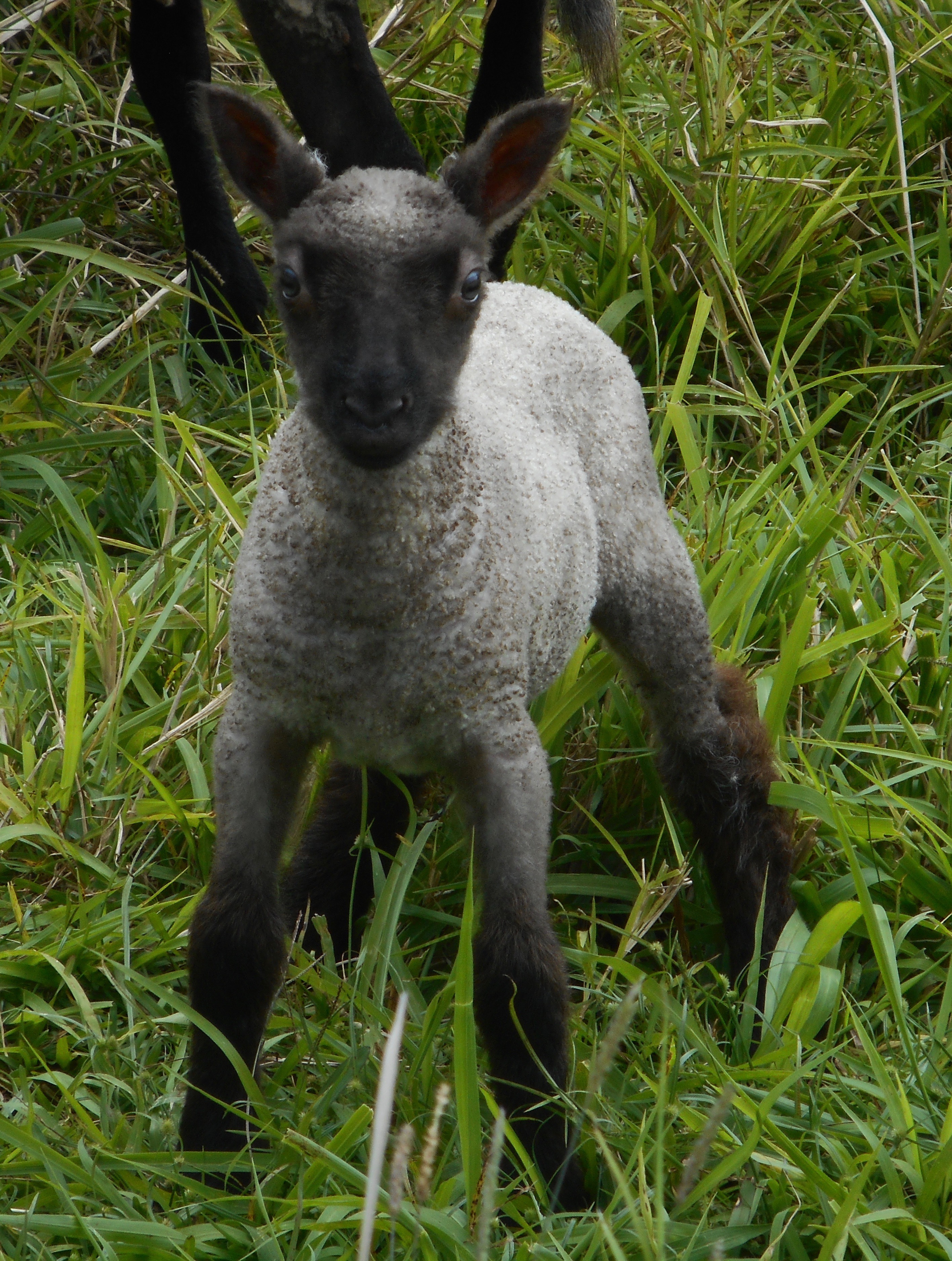 Filarre's 2nd born ram