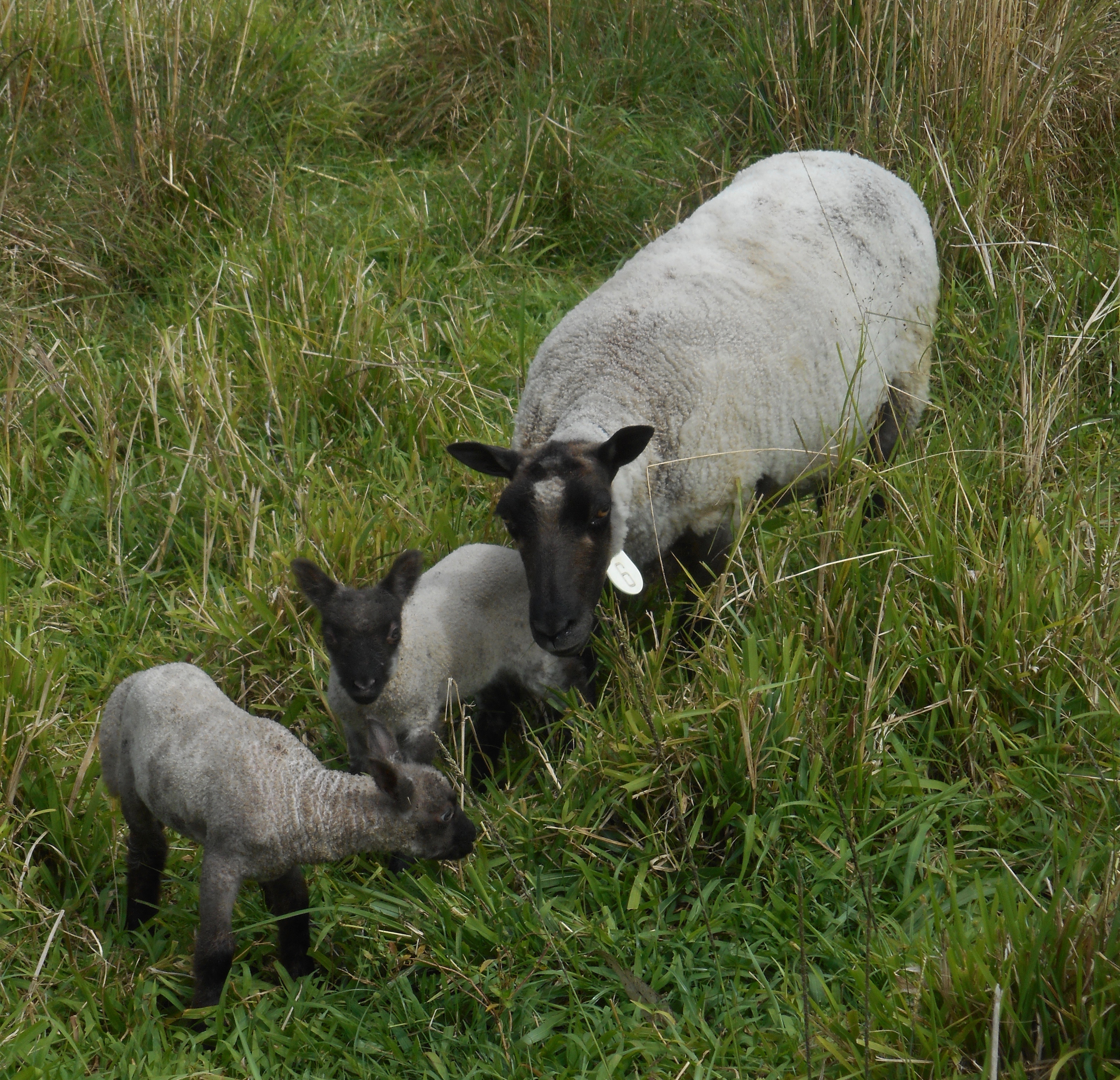 ewe and twins