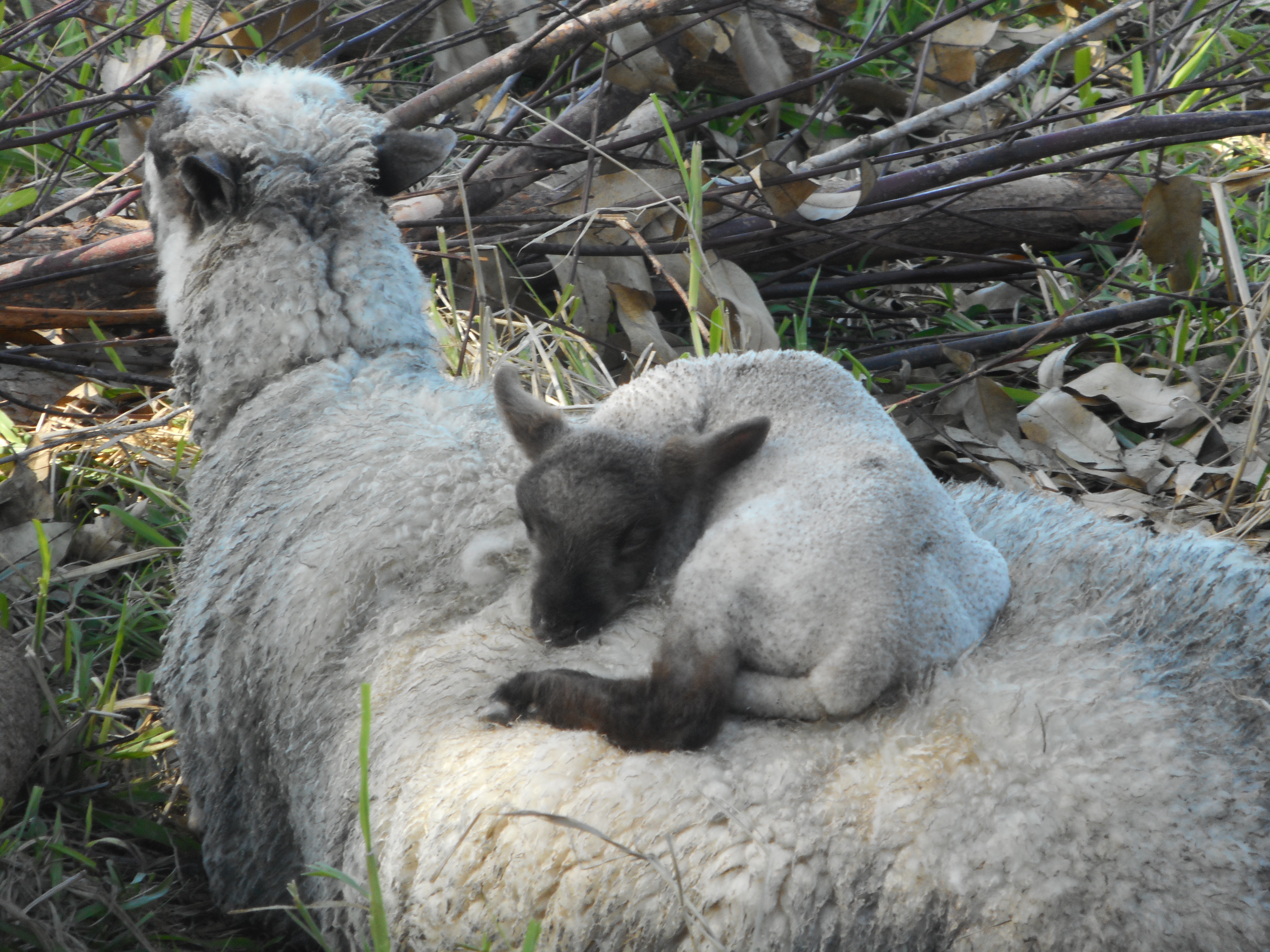 Cute lamb