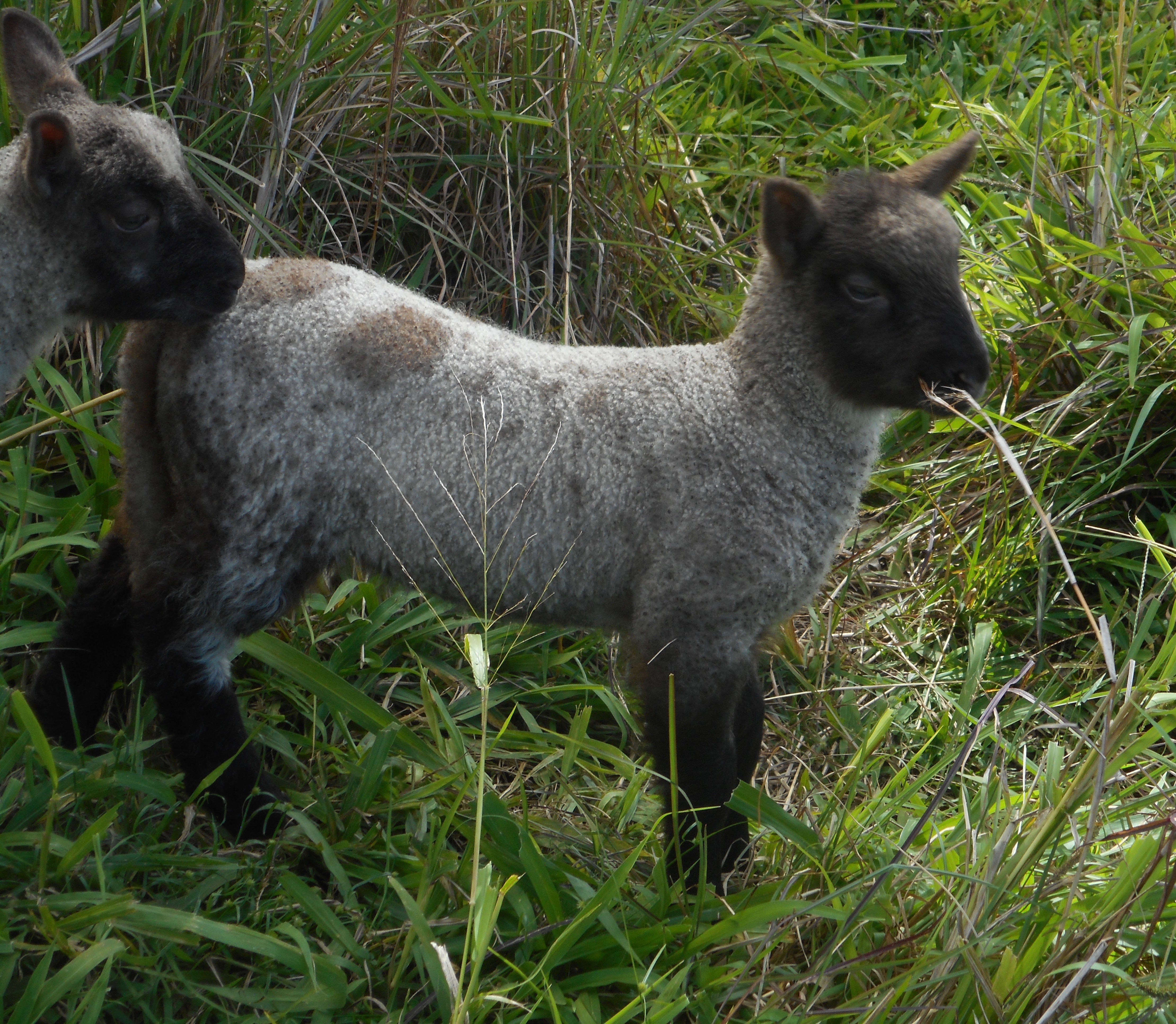 Ewe lamb