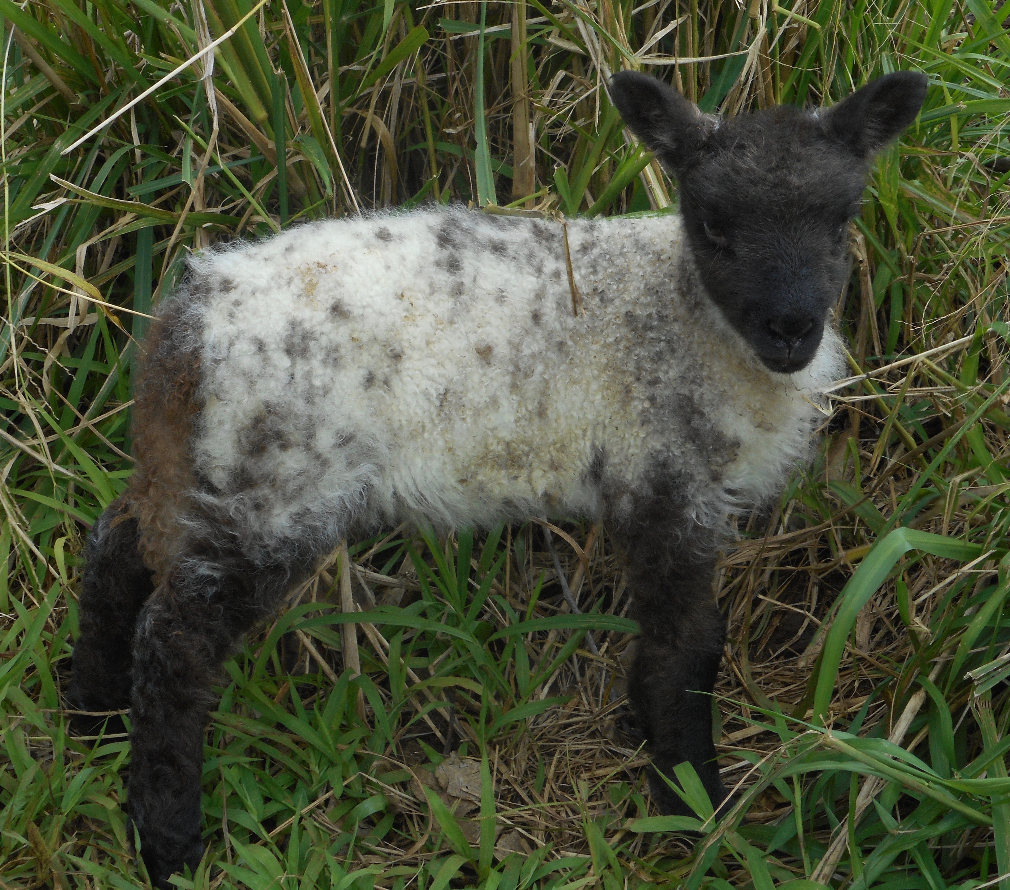 Cocoa's ewe lamb