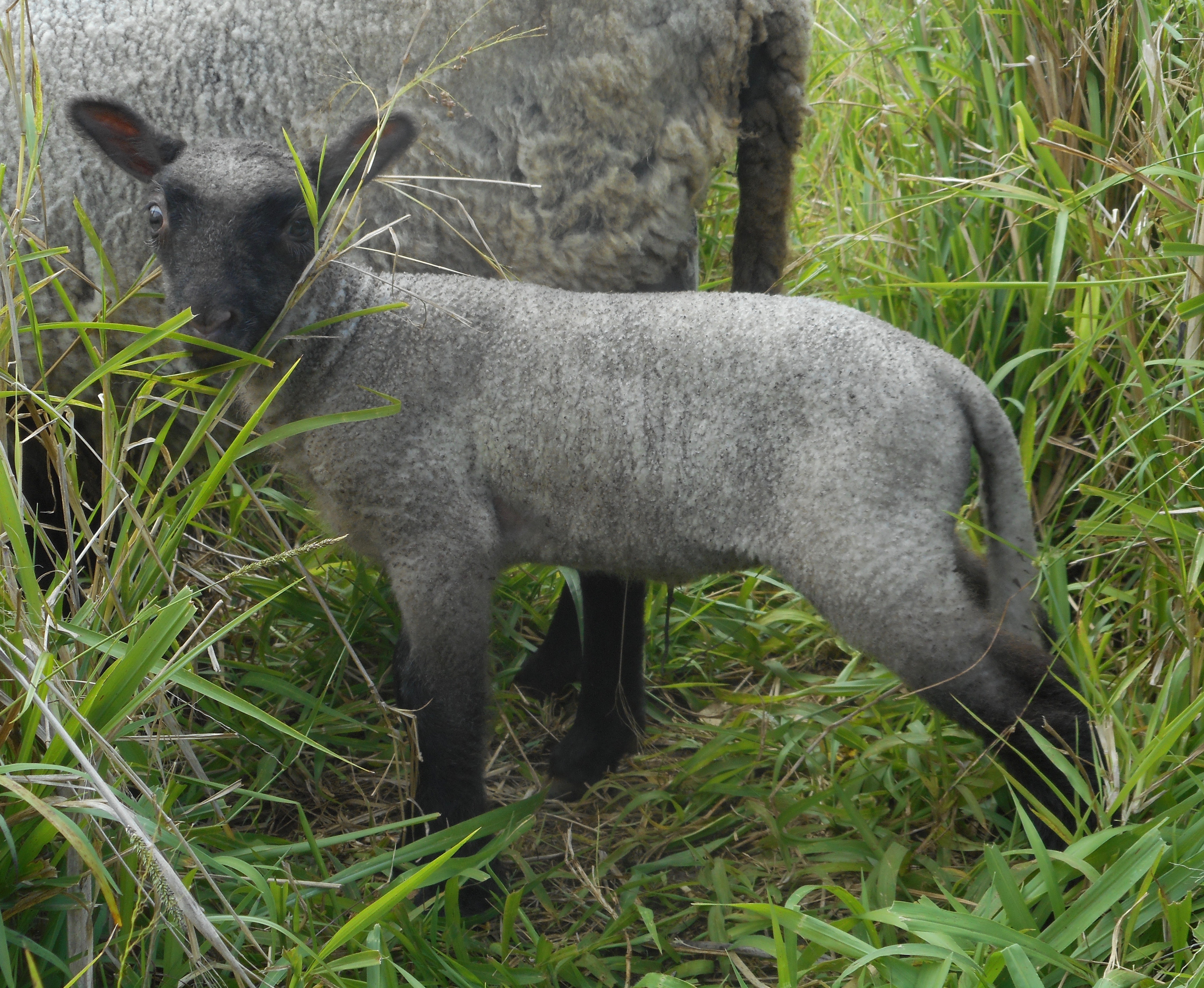 Freesia's ewe lamb