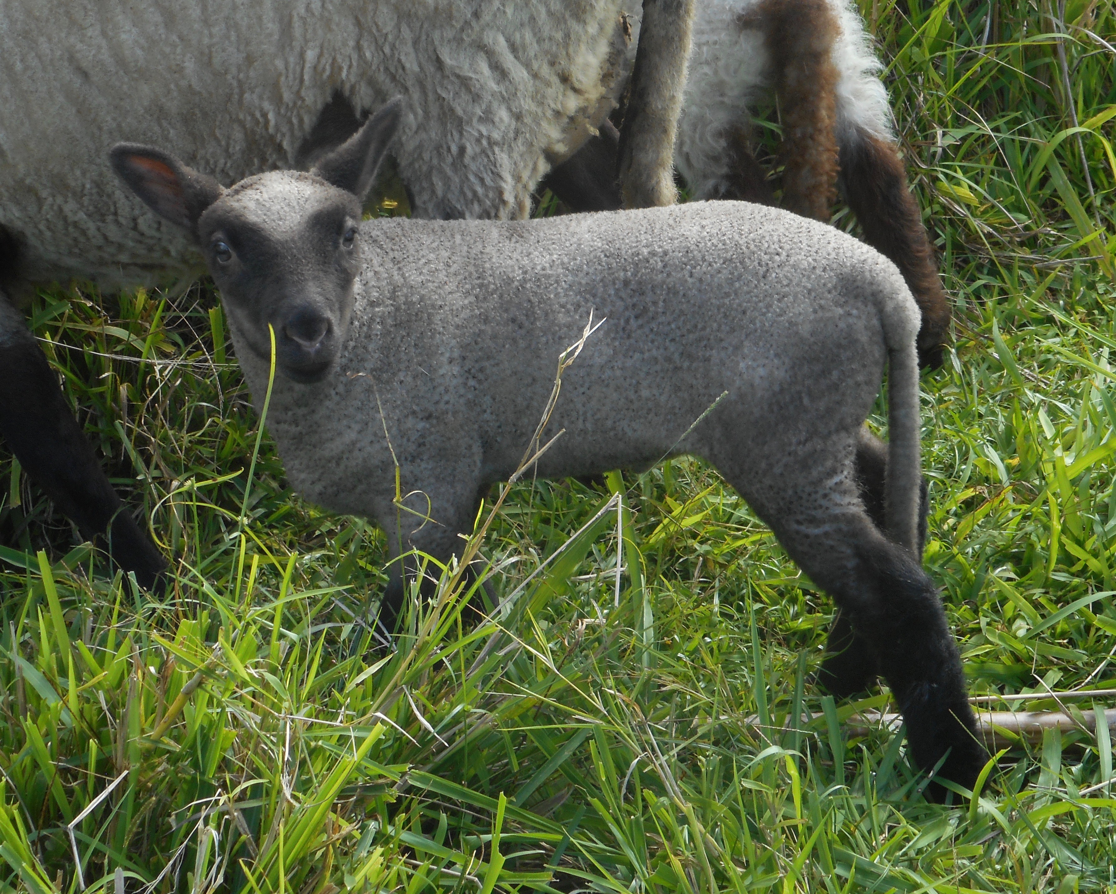 June's 1st born lamb