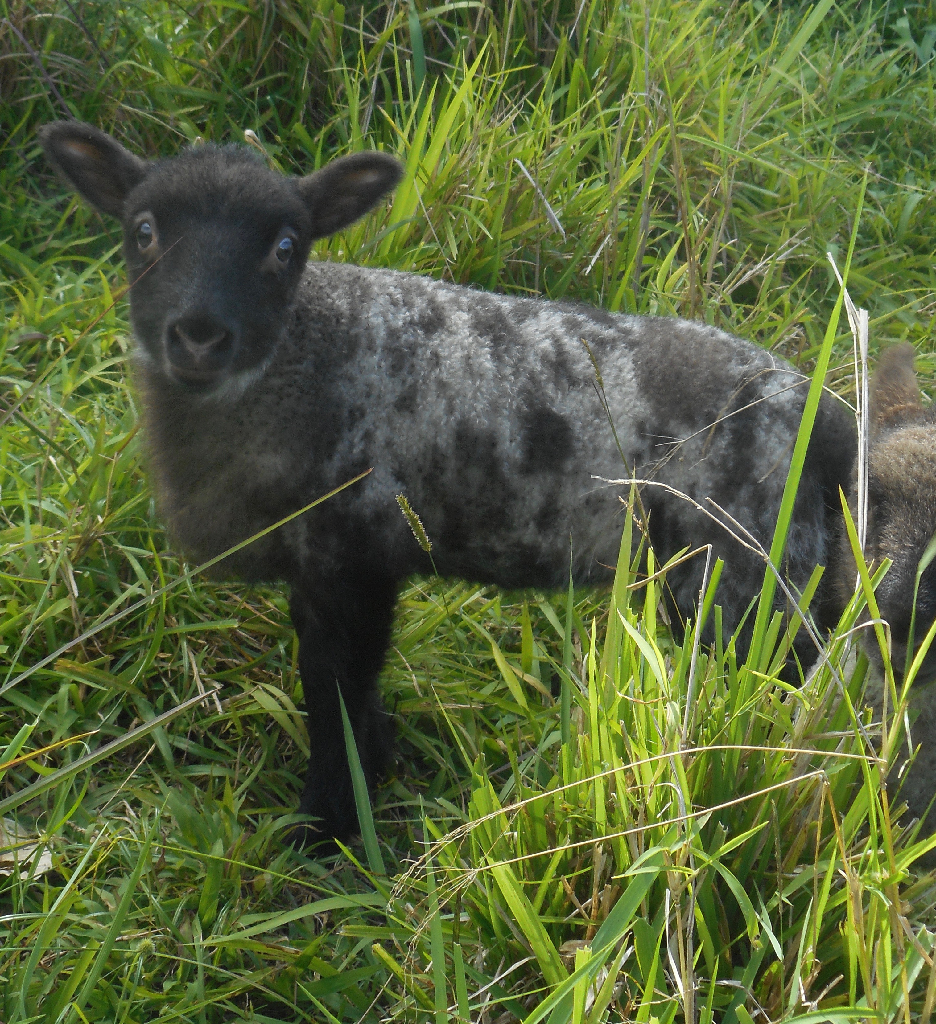 June's 2nd born lamb