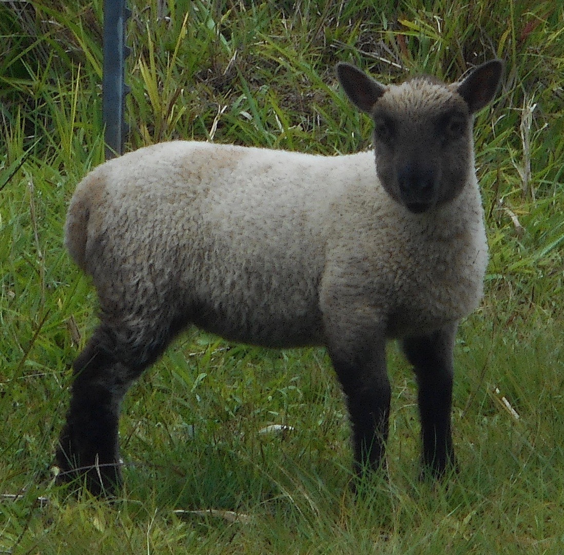 ewe lamb