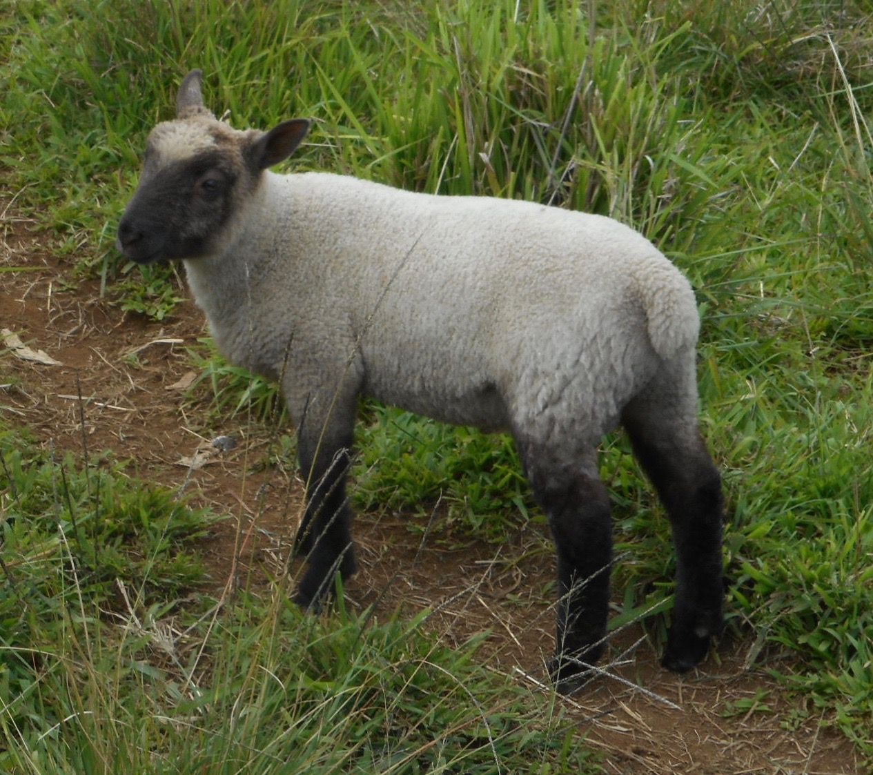 ram lamb