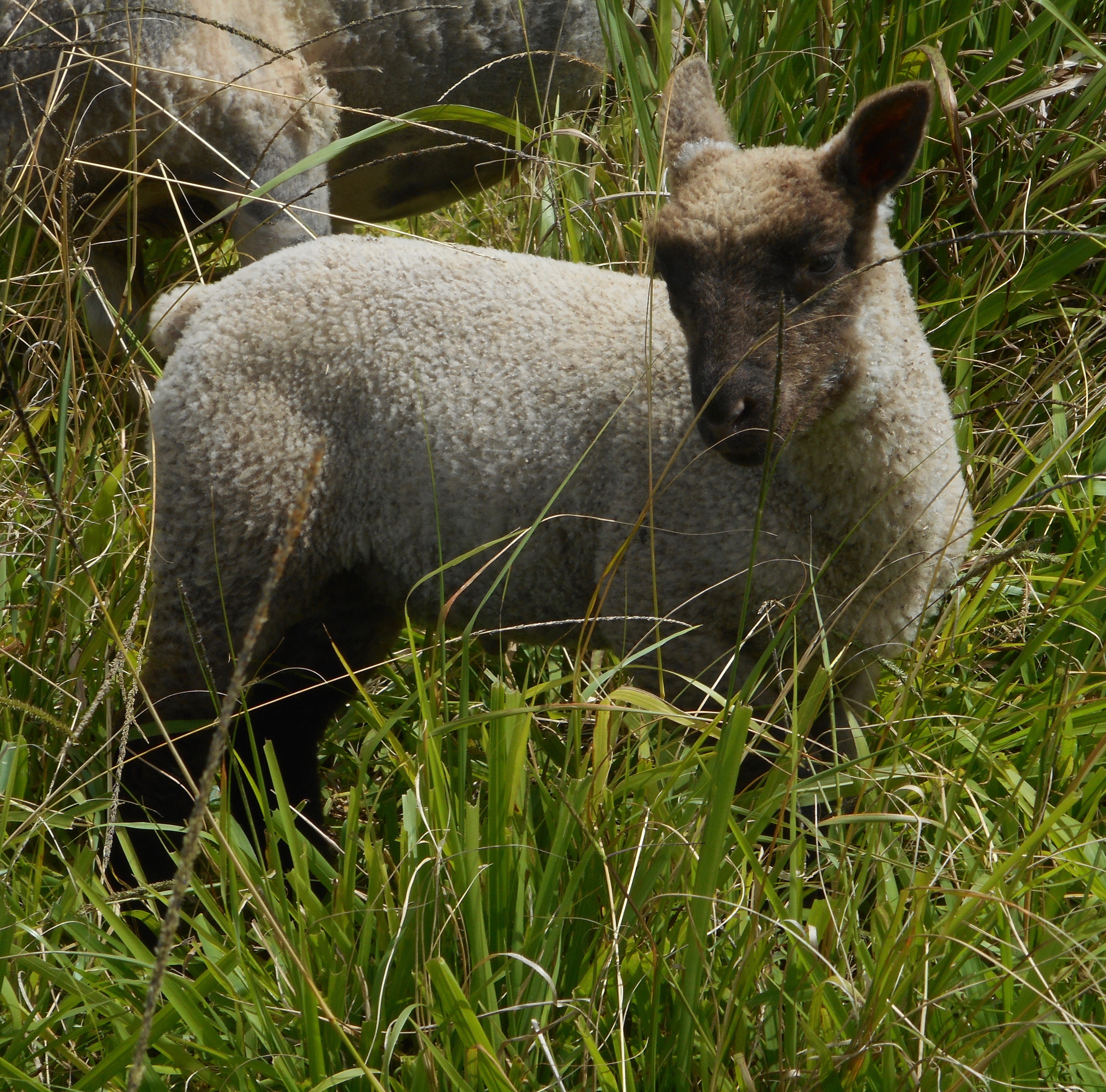 Blazing Star's ram lamb