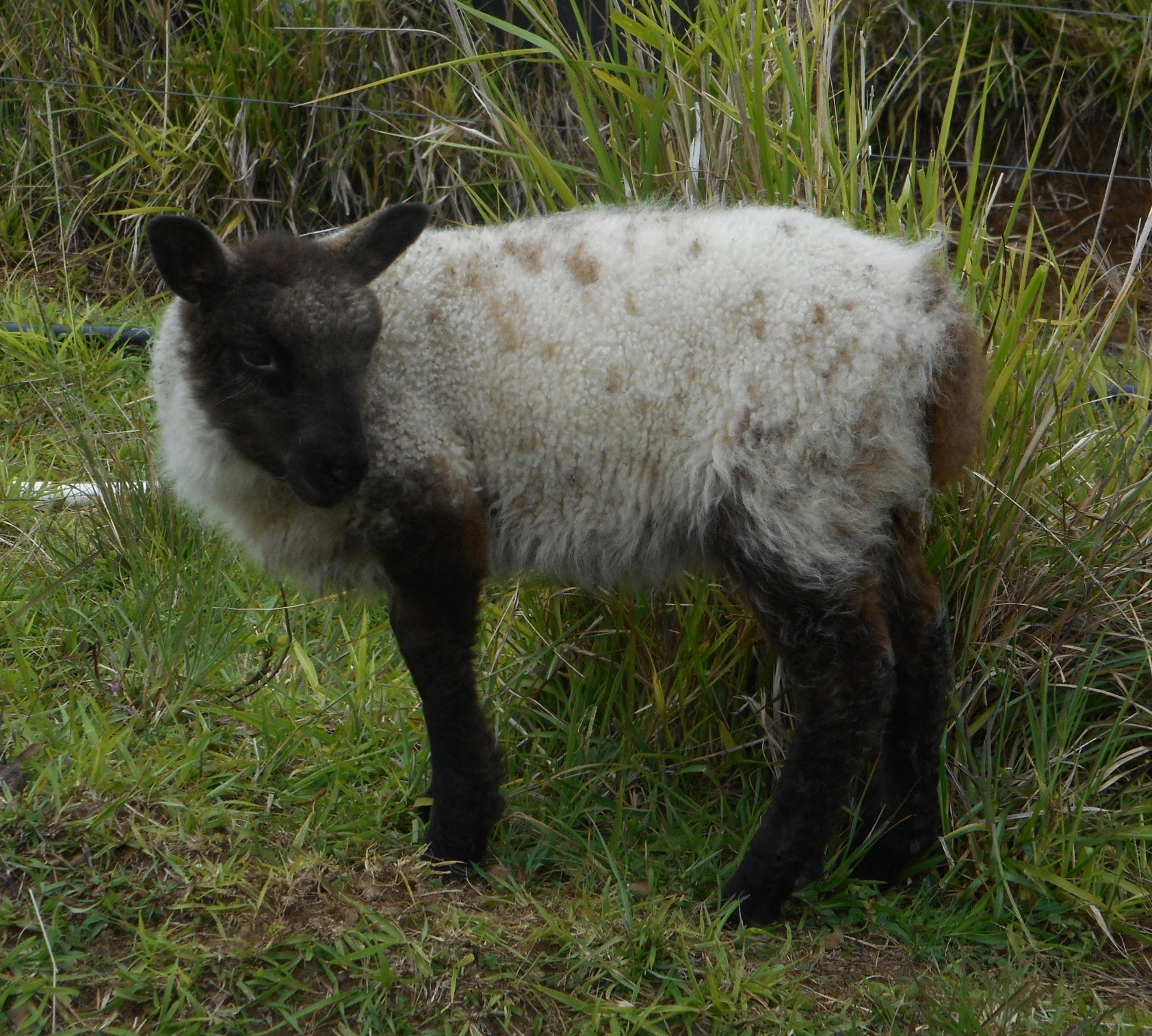 Cocoa's ewe lamb