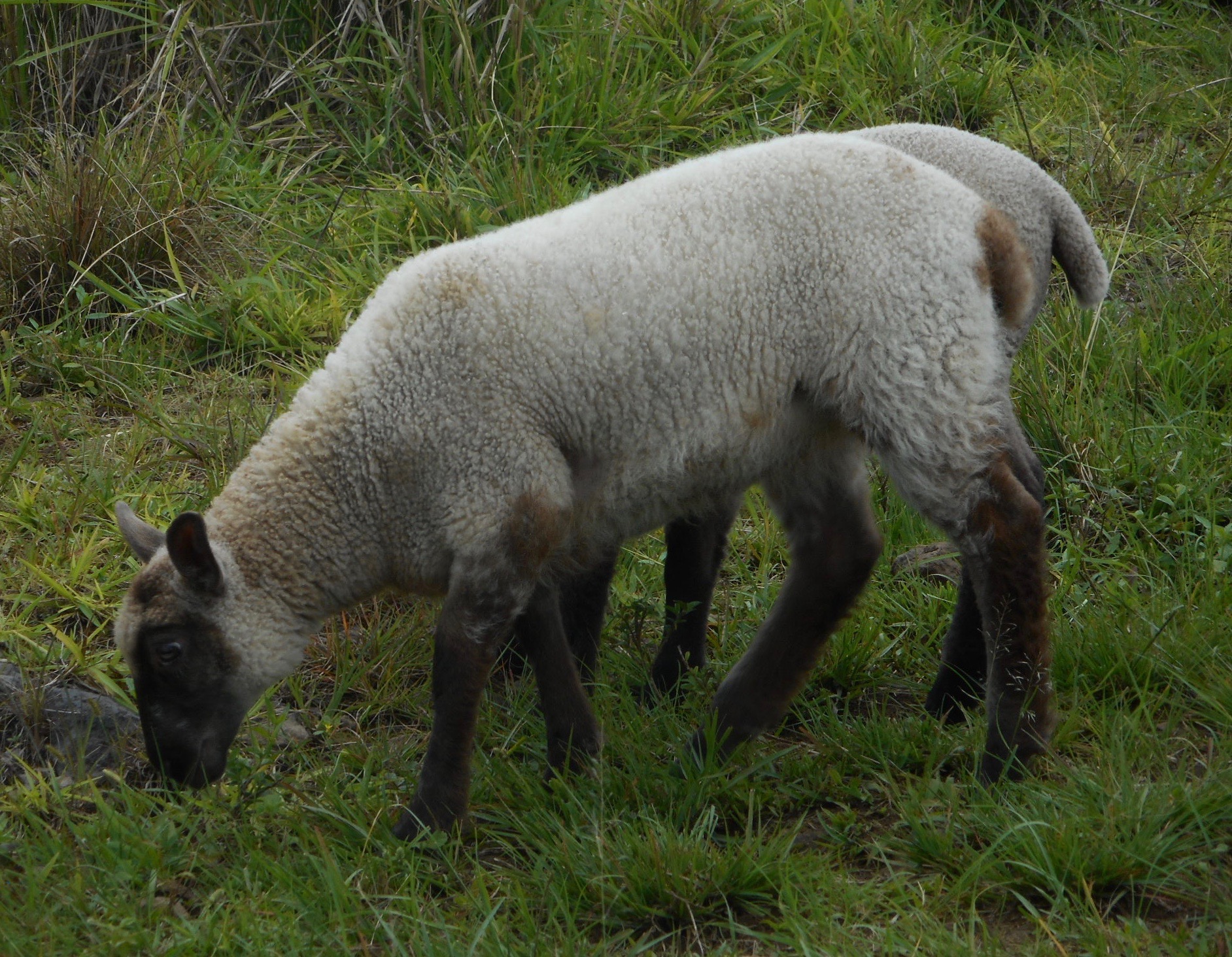 Ellis's ewe lamb