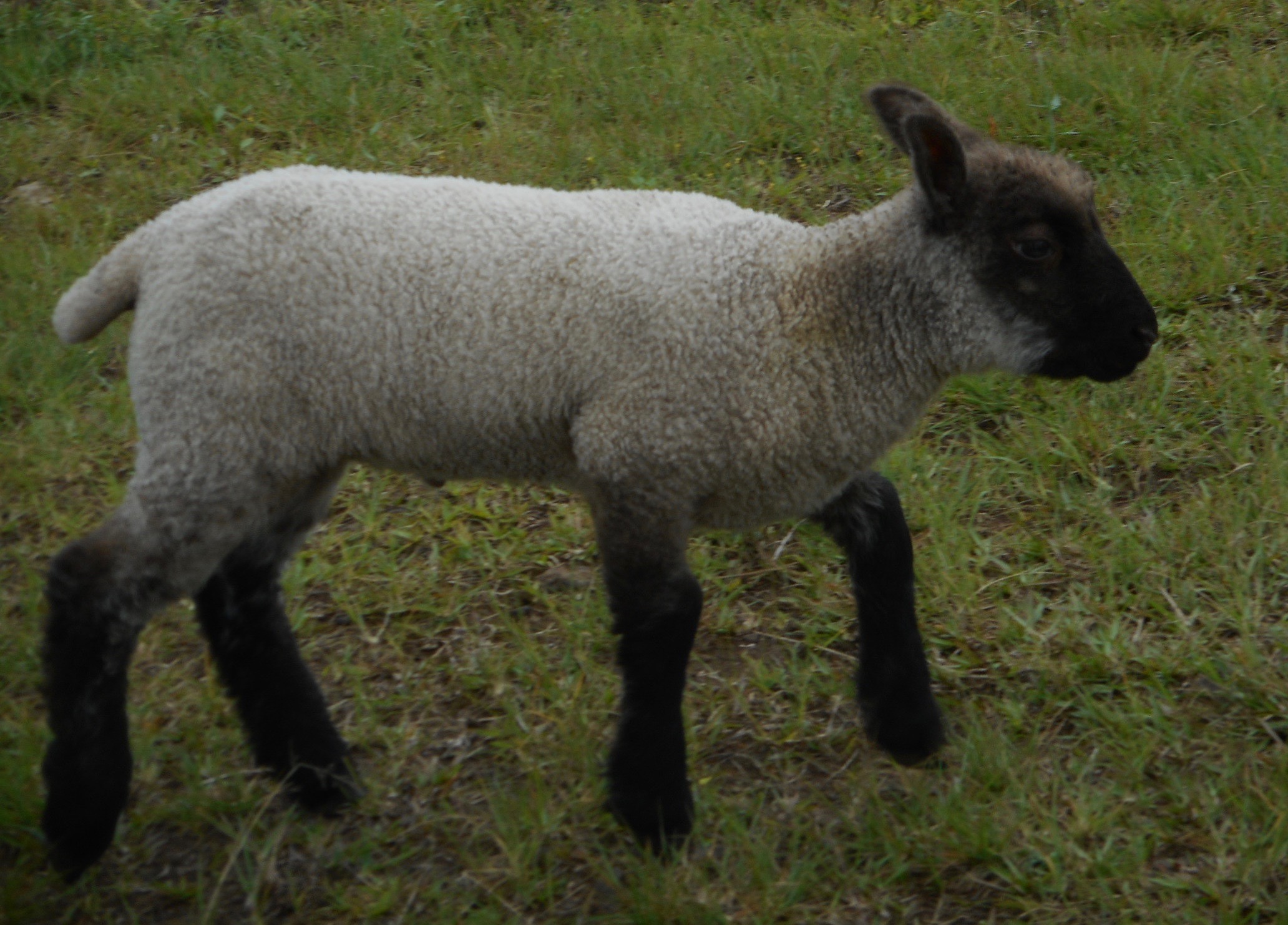 Filaree's ram lamb#1